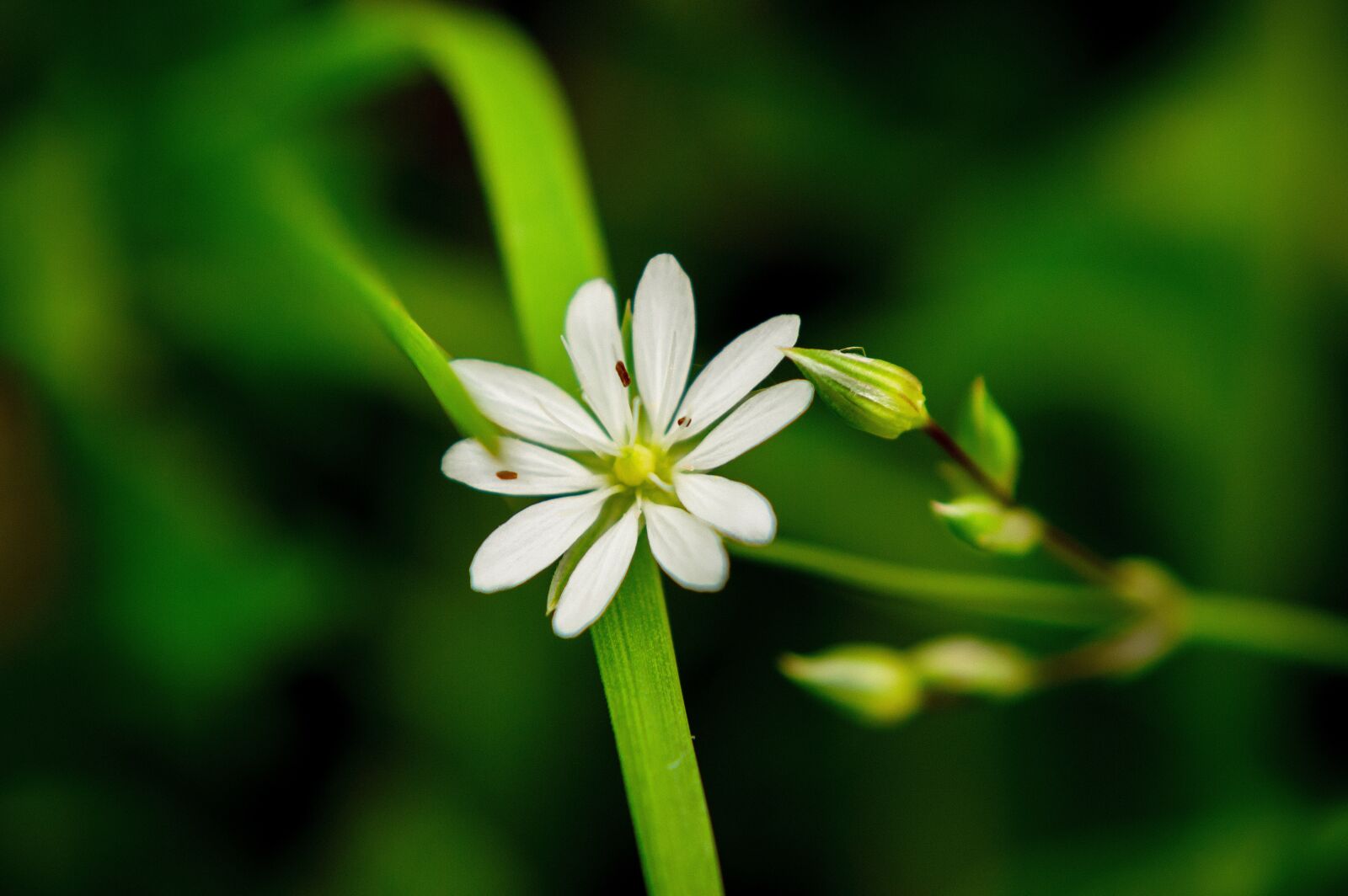 Nikon D3200 sample photo. Grass, macro, nature photography