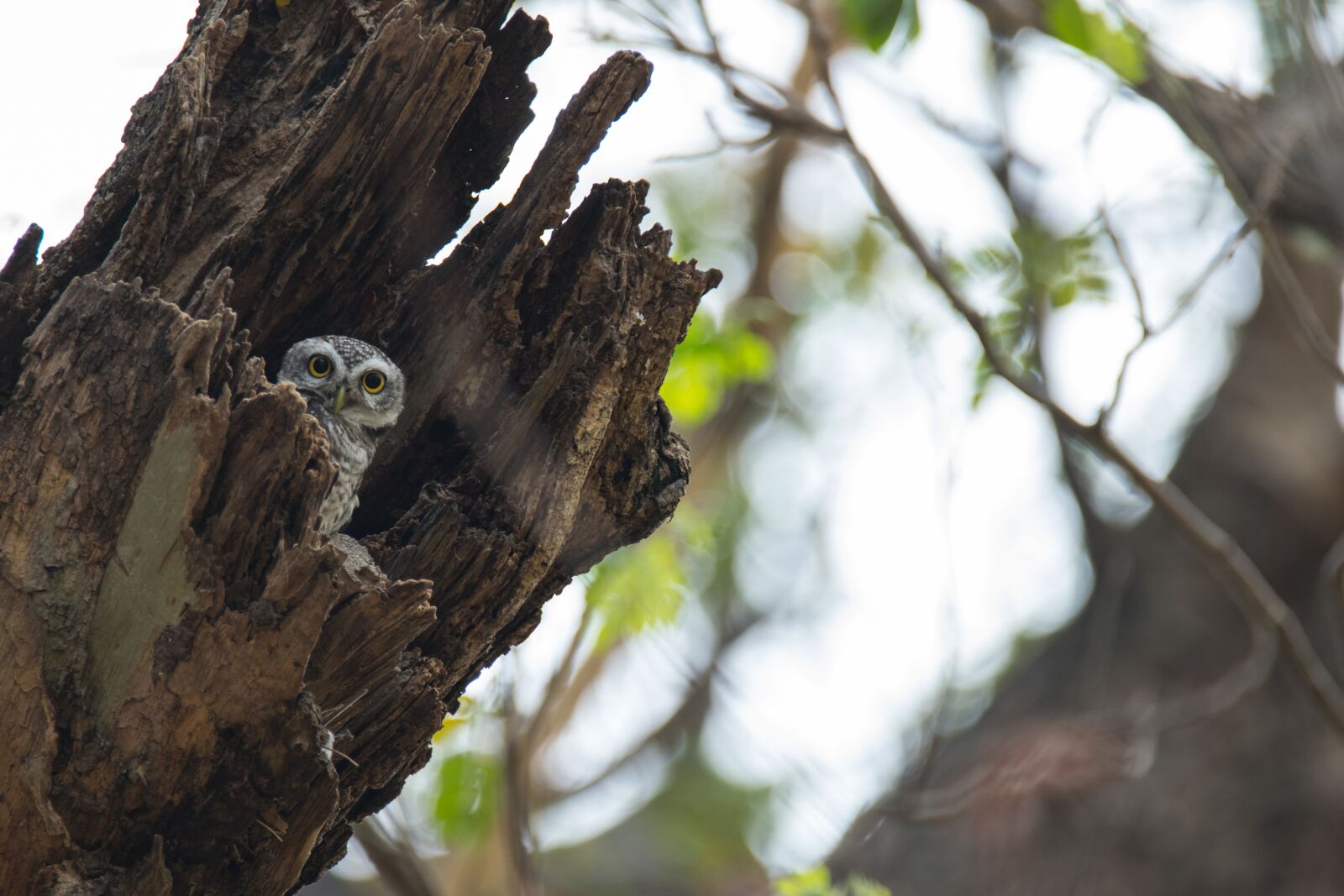 Nikon D5300 sample photo. The spotted owlet, athene photography