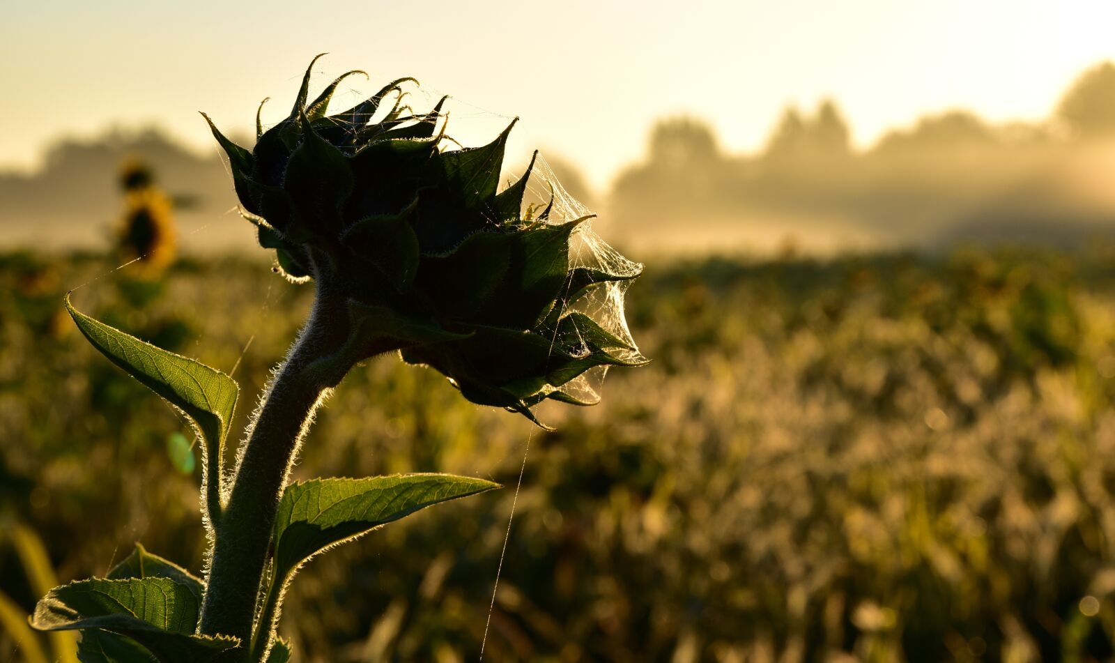 Nikon D750 sample photo. Sunflower, indian summer, spider photography