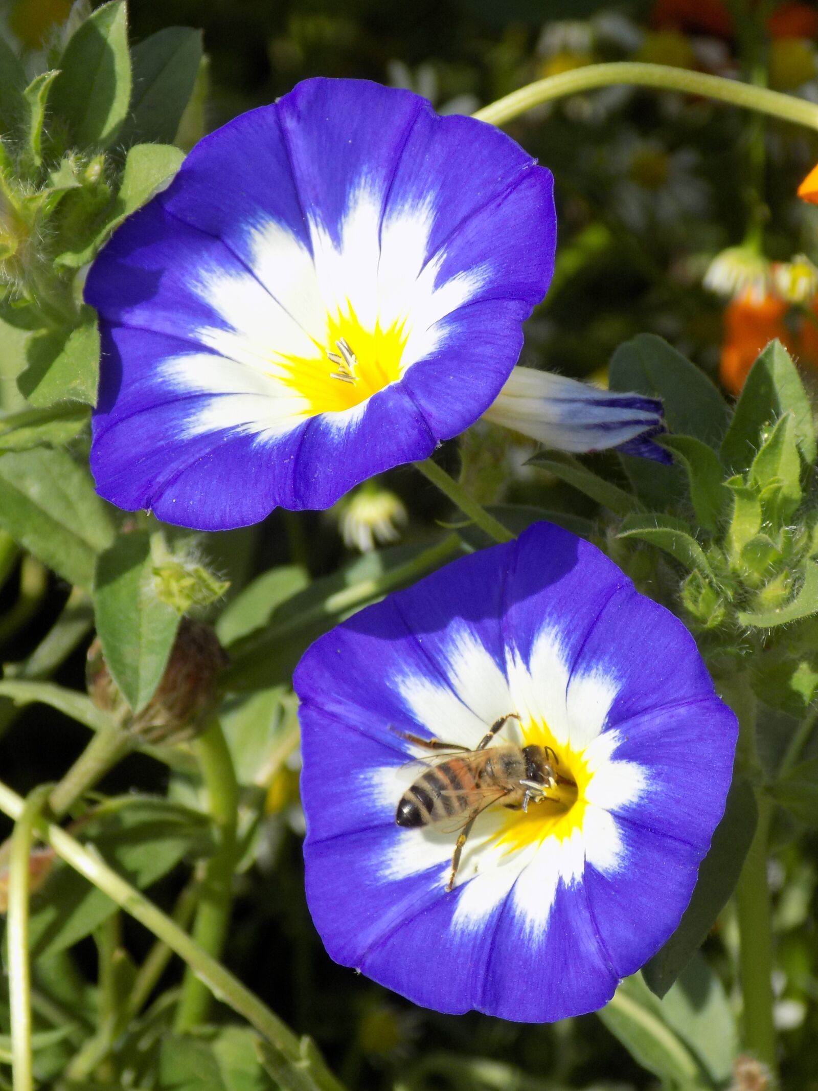 Nikon COOLPIX L340 sample photo. Blue, flowers, insect photography
