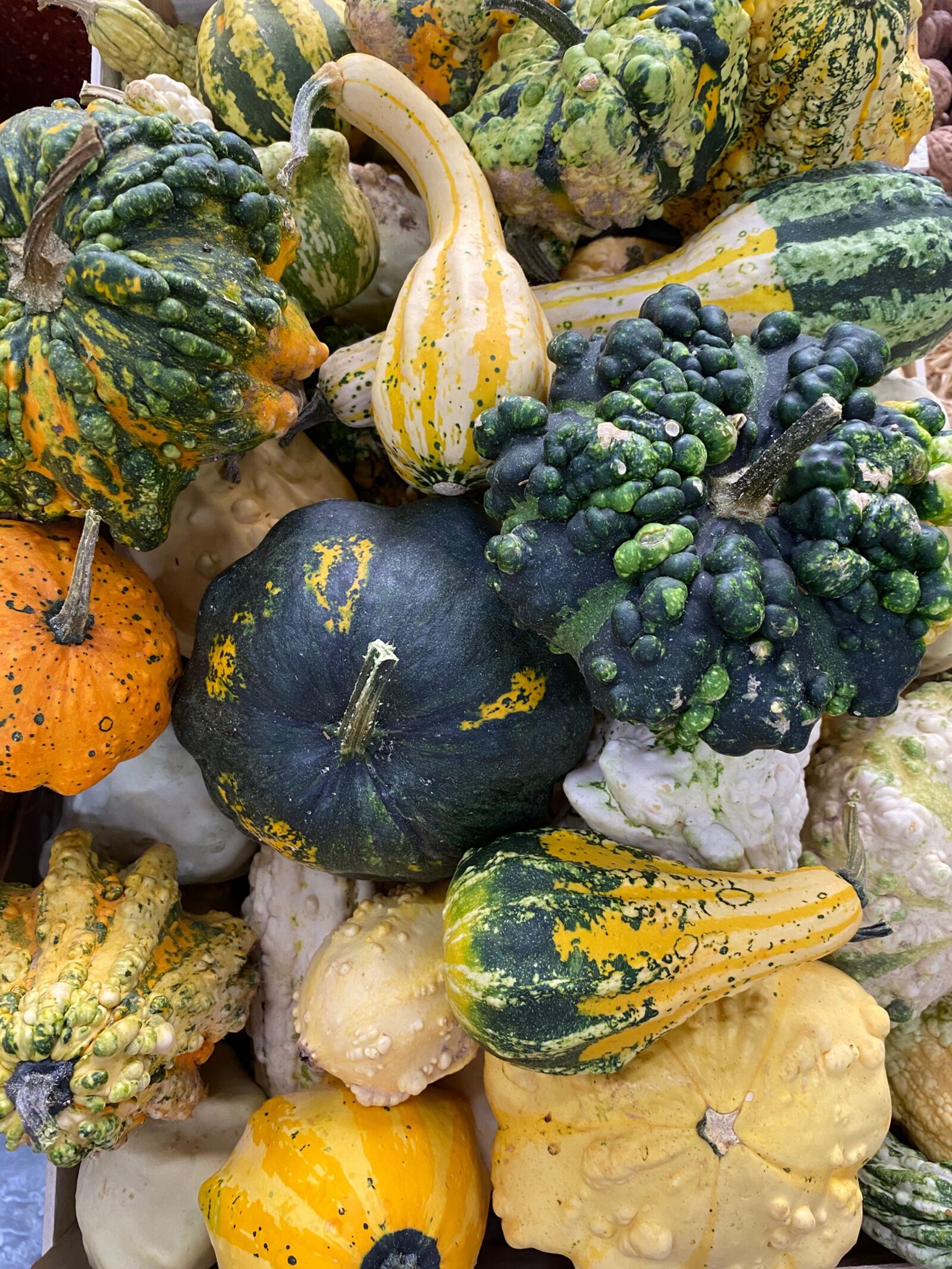 Apple iPhone 11 sample photo. Pumpkin, pumpkins, autumn photography