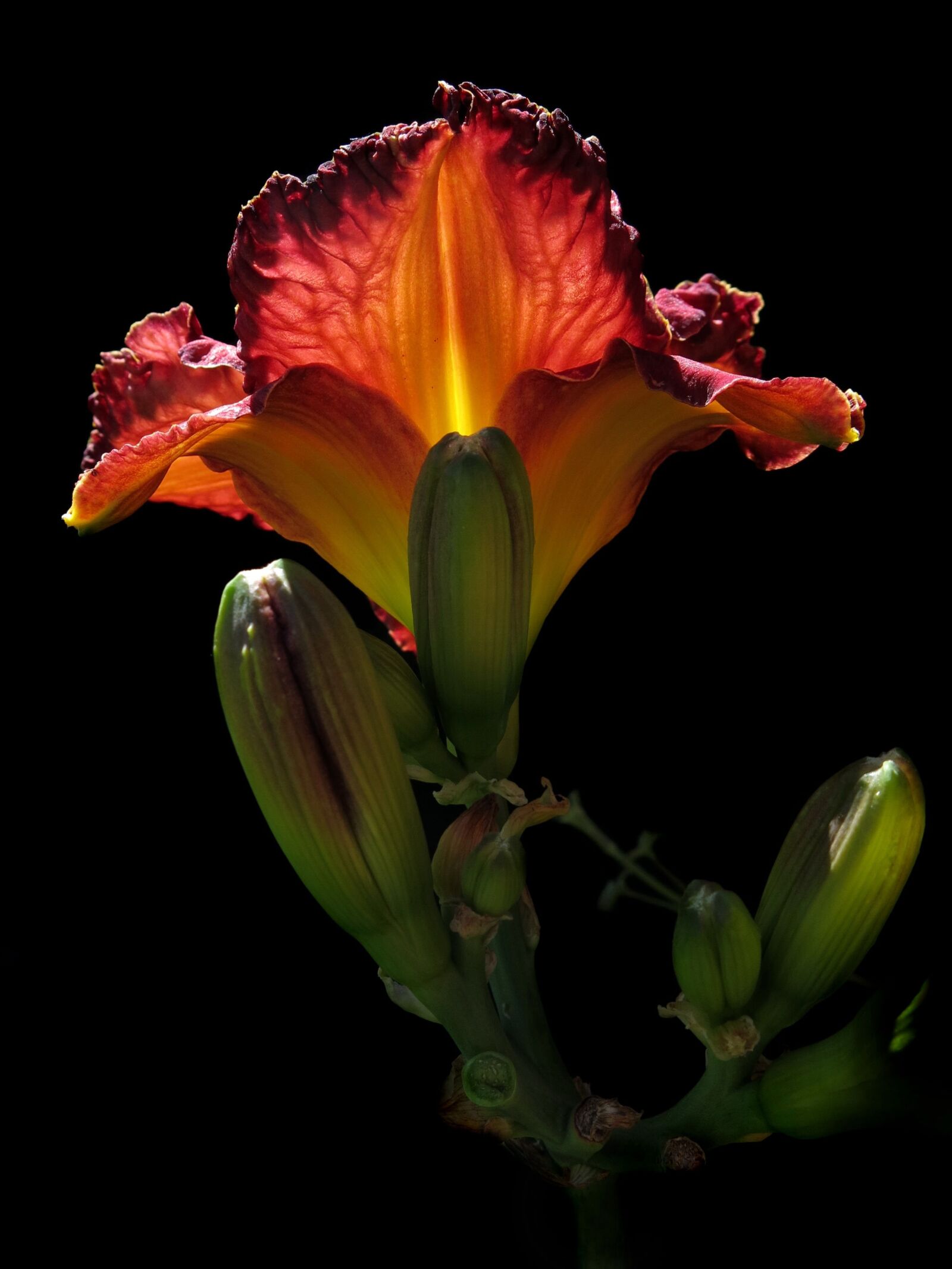 Canon PowerShot G15 sample photo. Daylily, red flower, flower photography
