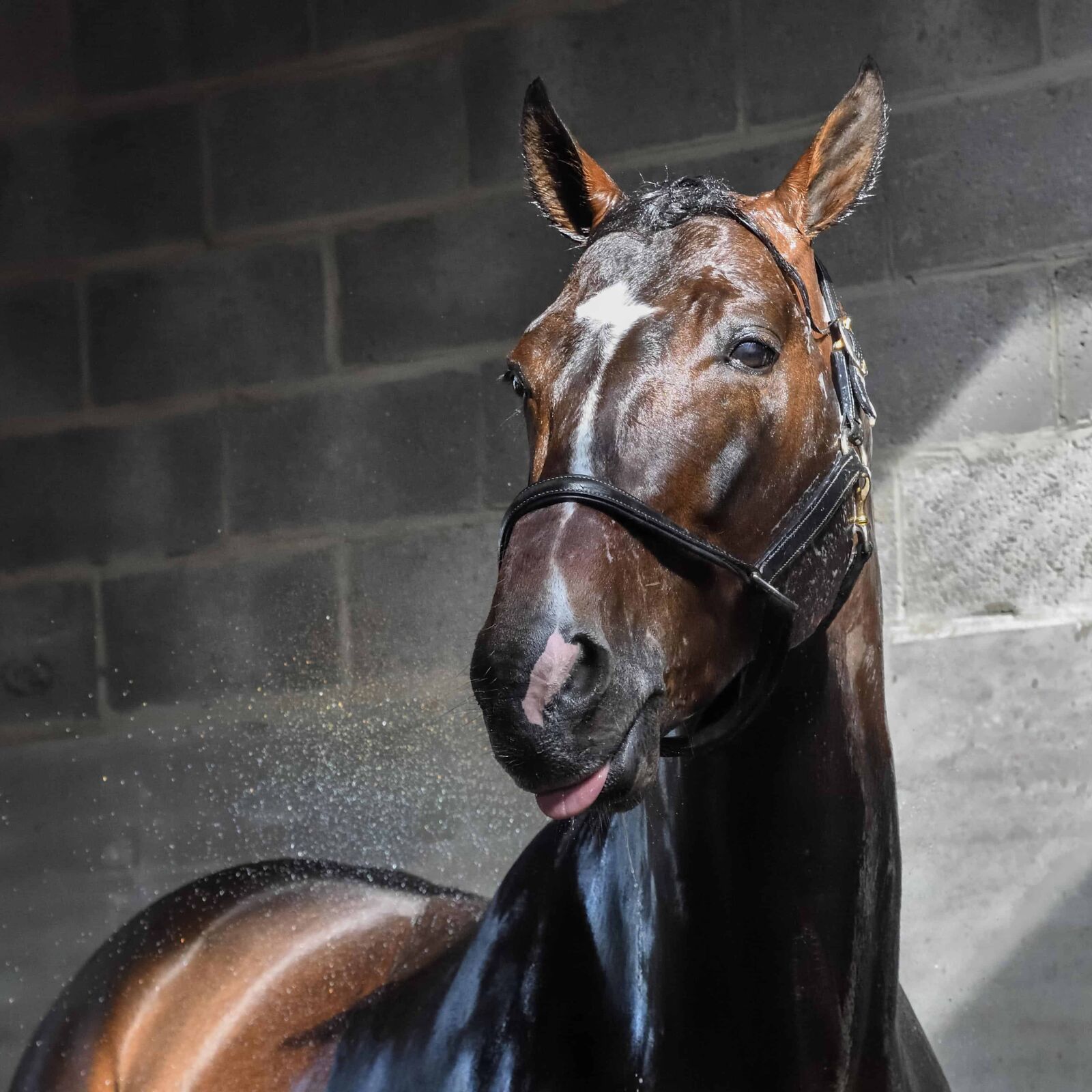 Nikon D500 sample photo. Stables, portrait, horse, shadow photography