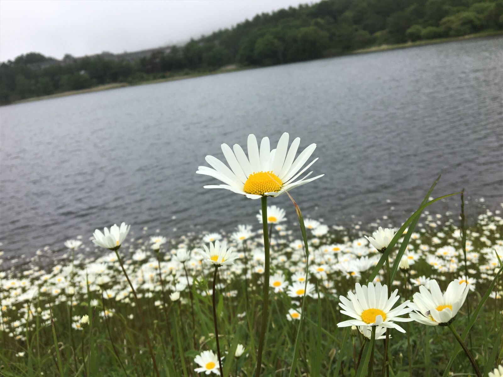 iPhone 6s back camera 4.15mm f/2.2 sample photo. 湖, 水辺, マーガレット photography