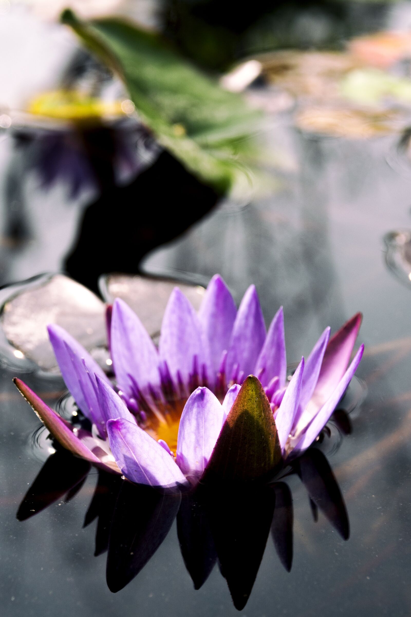 OLYMPUS M.12-50mm F3.5-6.3 sample photo. Flower, purple, water lily photography
