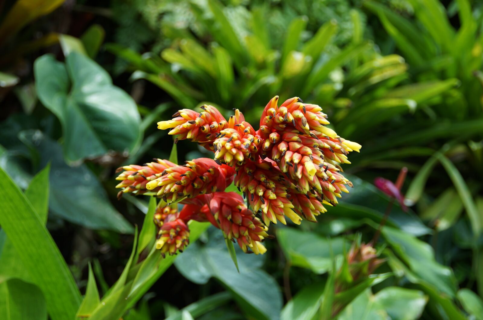 Sony SLT-A37 sample photo. Blossom, bloom, singapore photography