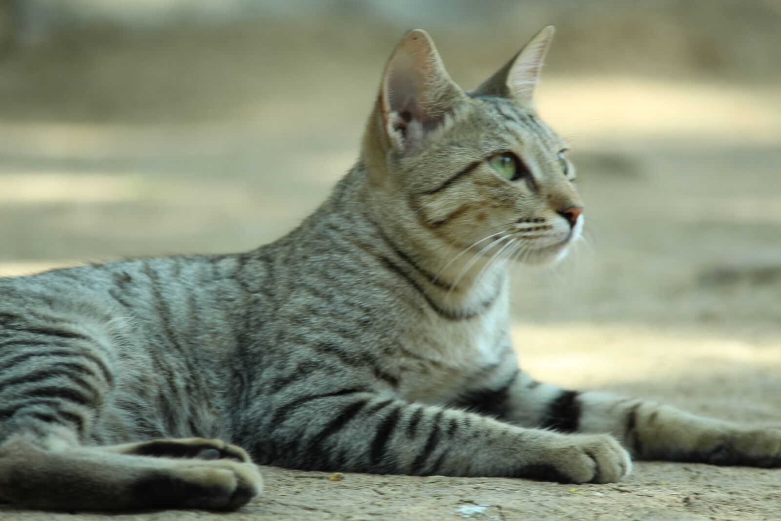 Canon EOS 700D (EOS Rebel T5i / EOS Kiss X7i) sample photo