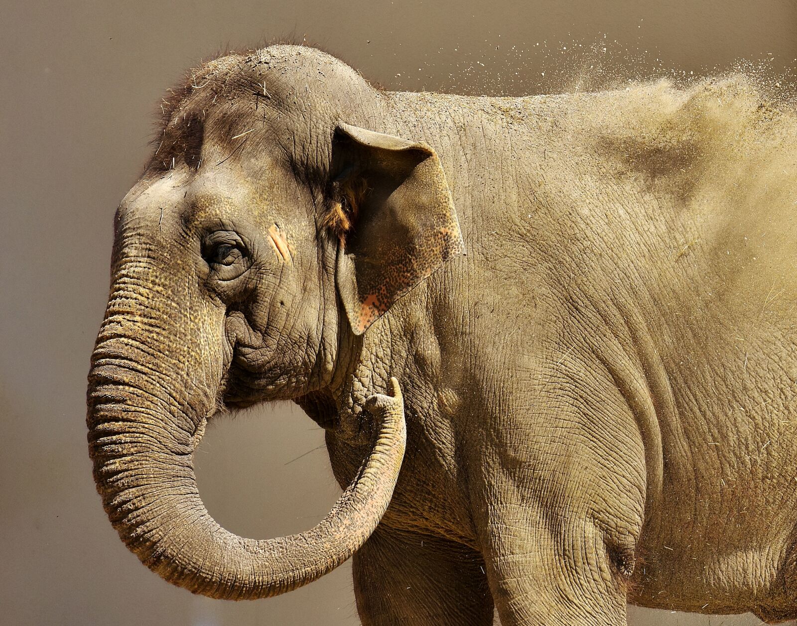 Nikon D7200 sample photo. Elephant, proboscis, sand photography