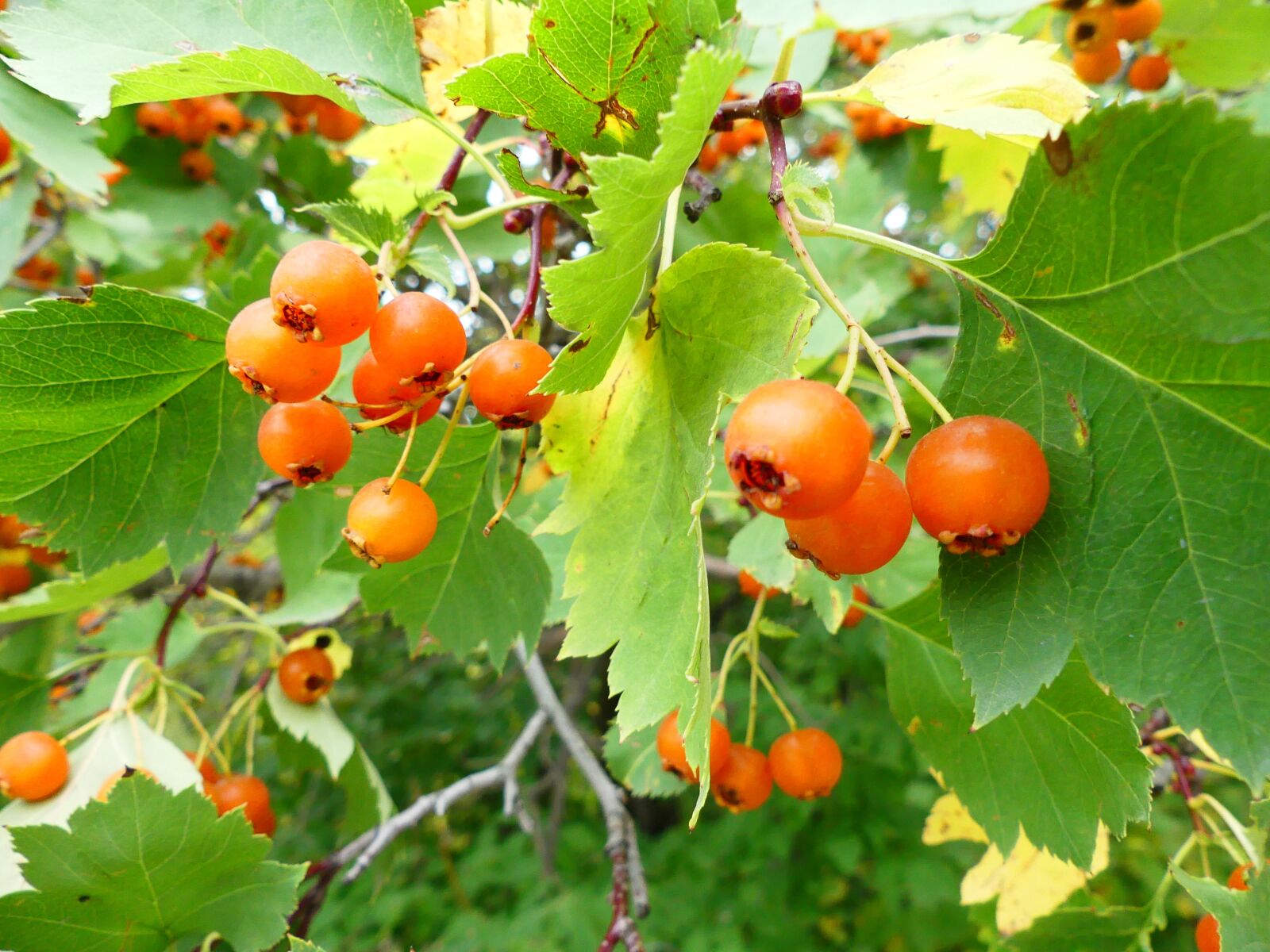 Panasonic Lumix DMC-FZ300 sample photo. Nature, hawthorn, berry photography