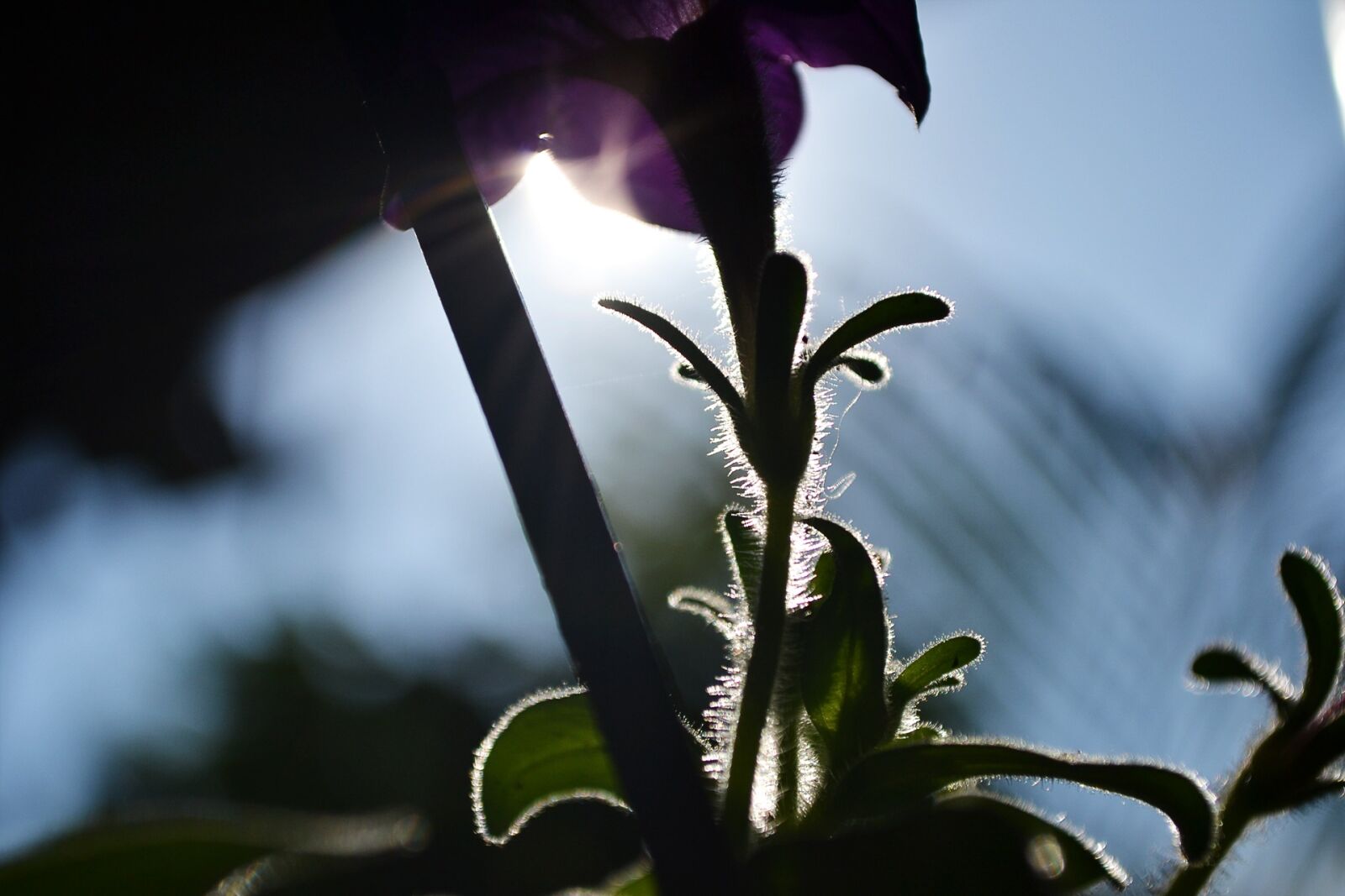 Nikon D3100 sample photo. Sunlight, light, backlight photography