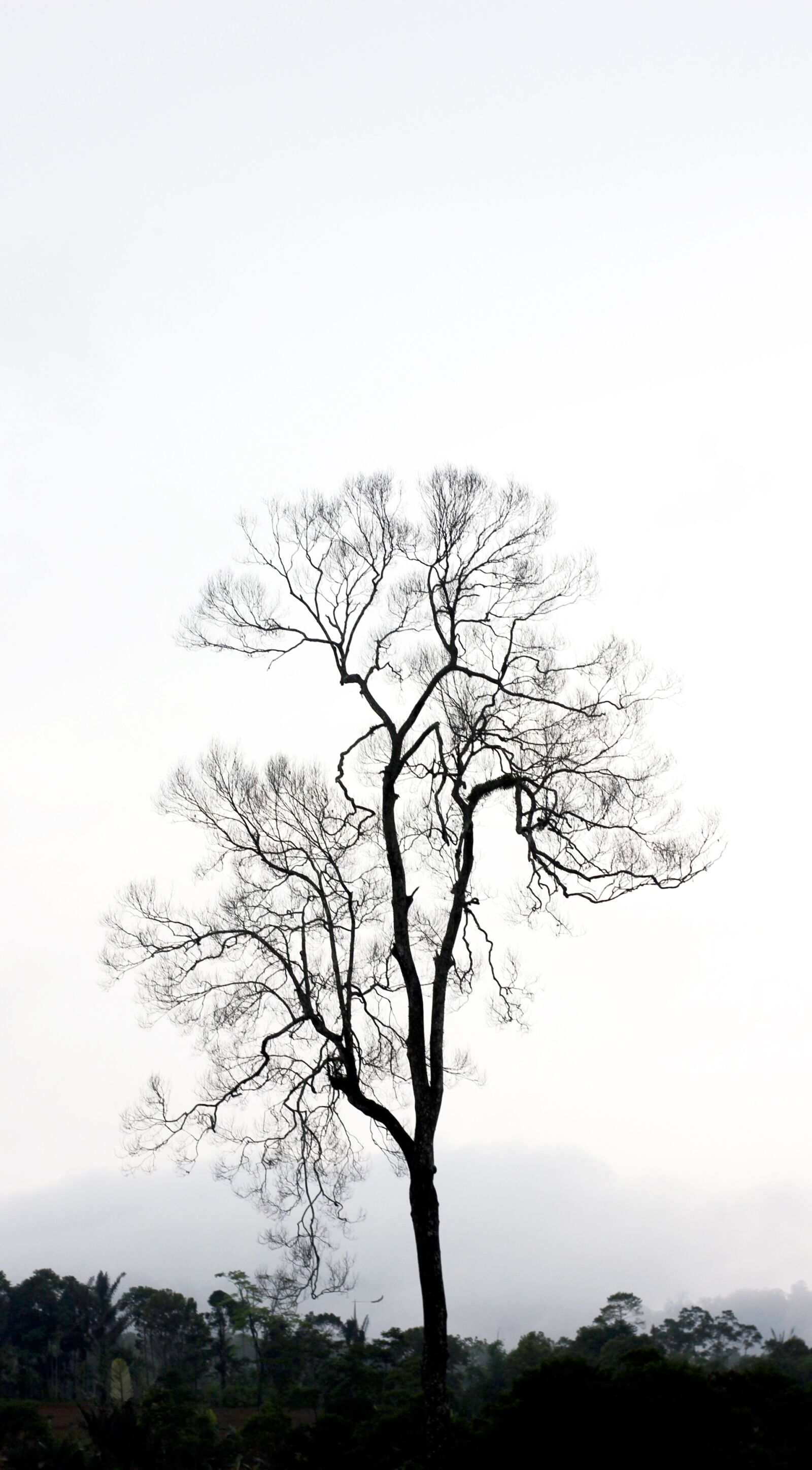 Canon EOS 550D (EOS Rebel T2i / EOS Kiss X4) sample photo. Tree, nature, indonesia photography