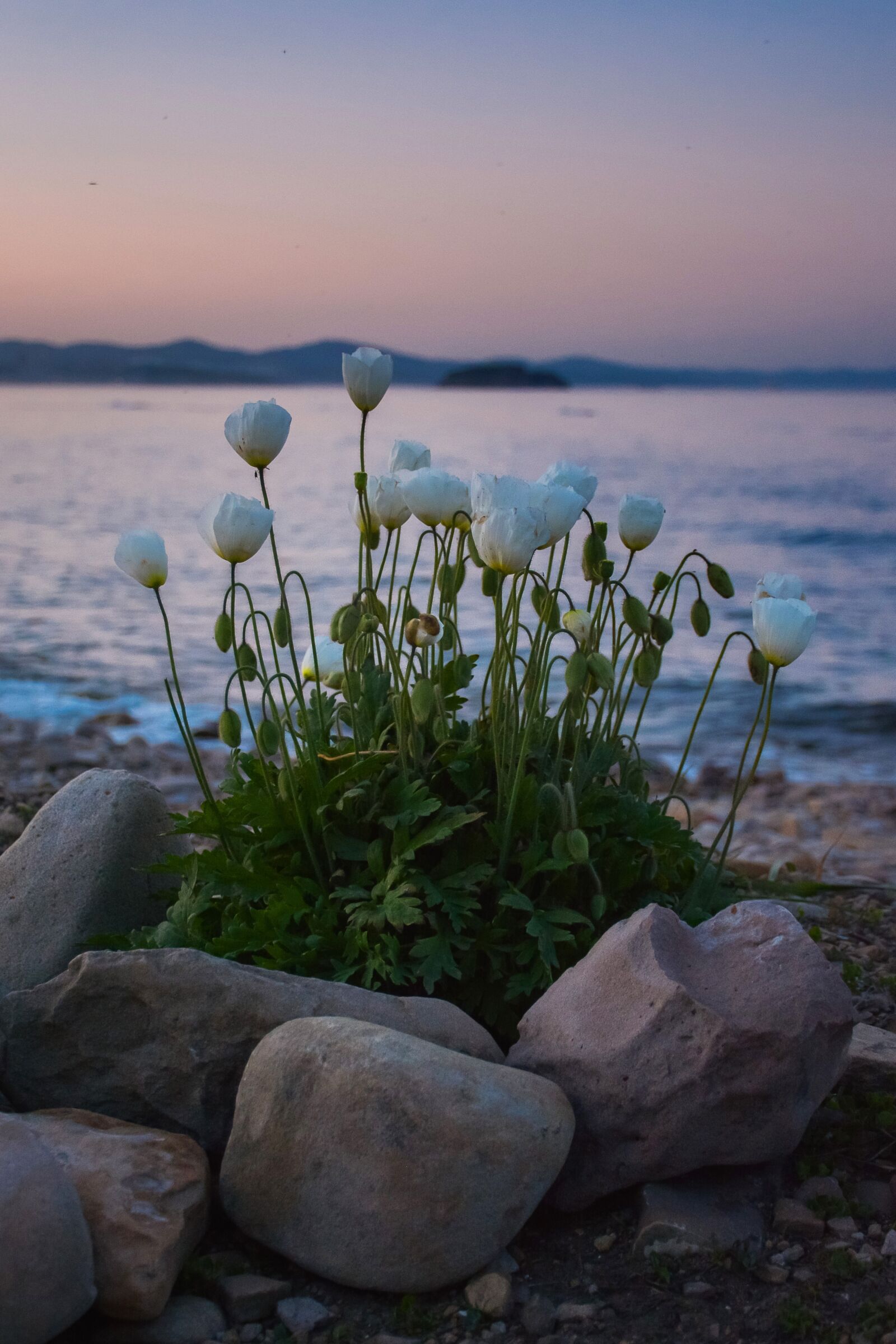 Nikon D7100 sample photo. Poppy, bloom, white photography