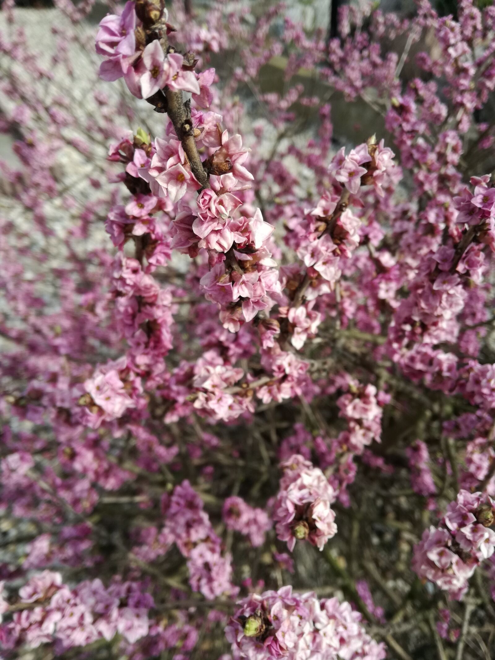 HUAWEI P9 LITE sample photo. Nature, flowers, pink photography
