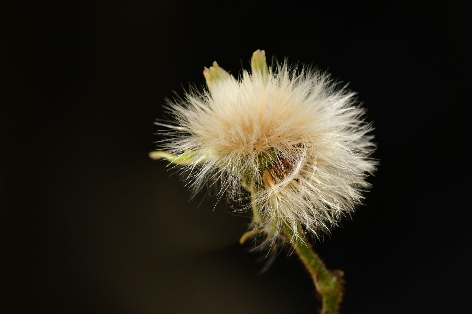 Nikon D500 sample photo. Seeds, dandelion, blossom photography