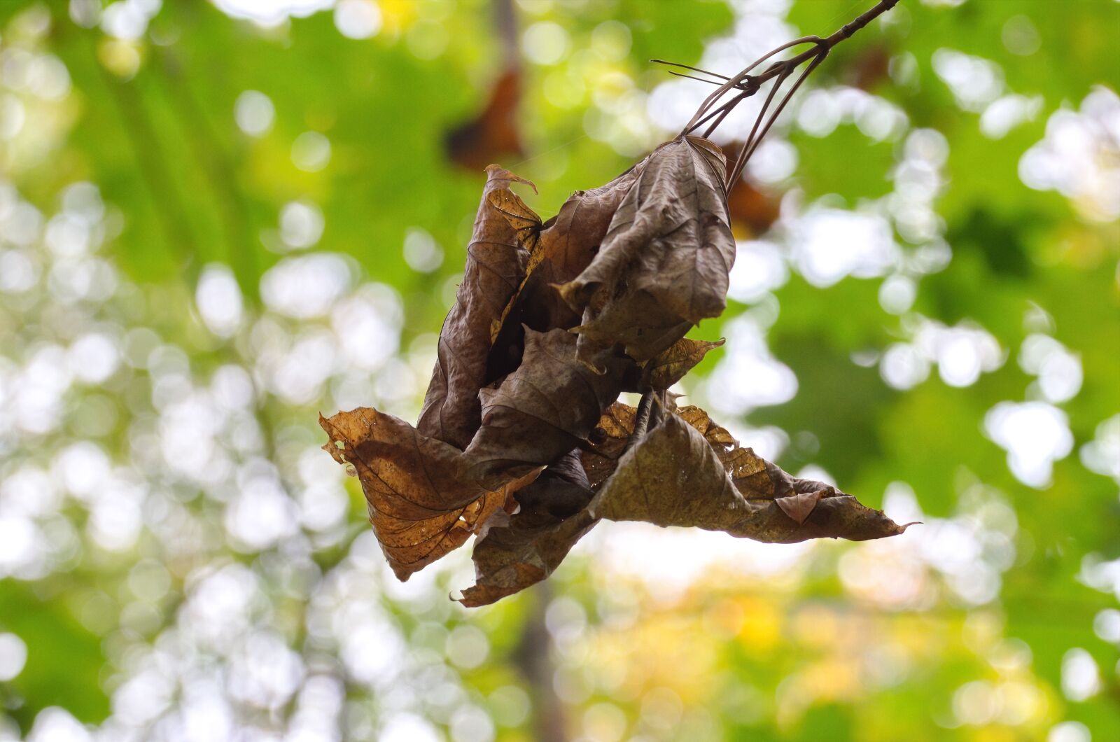Nikon D5100 sample photo. Leaves, dry, autumn photography