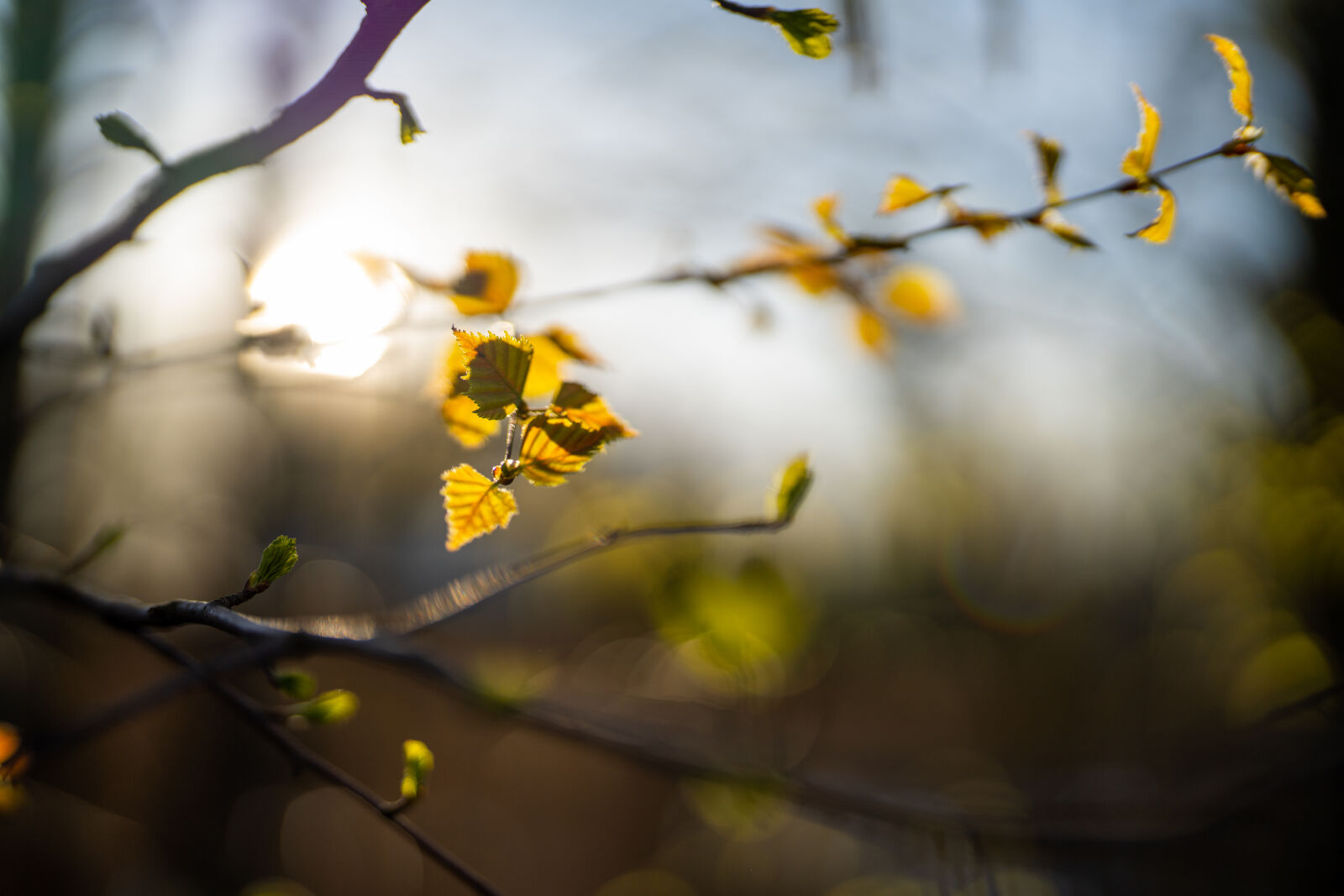 Sony FE 50mm F1.2 GM sample photo. Spring is here photography