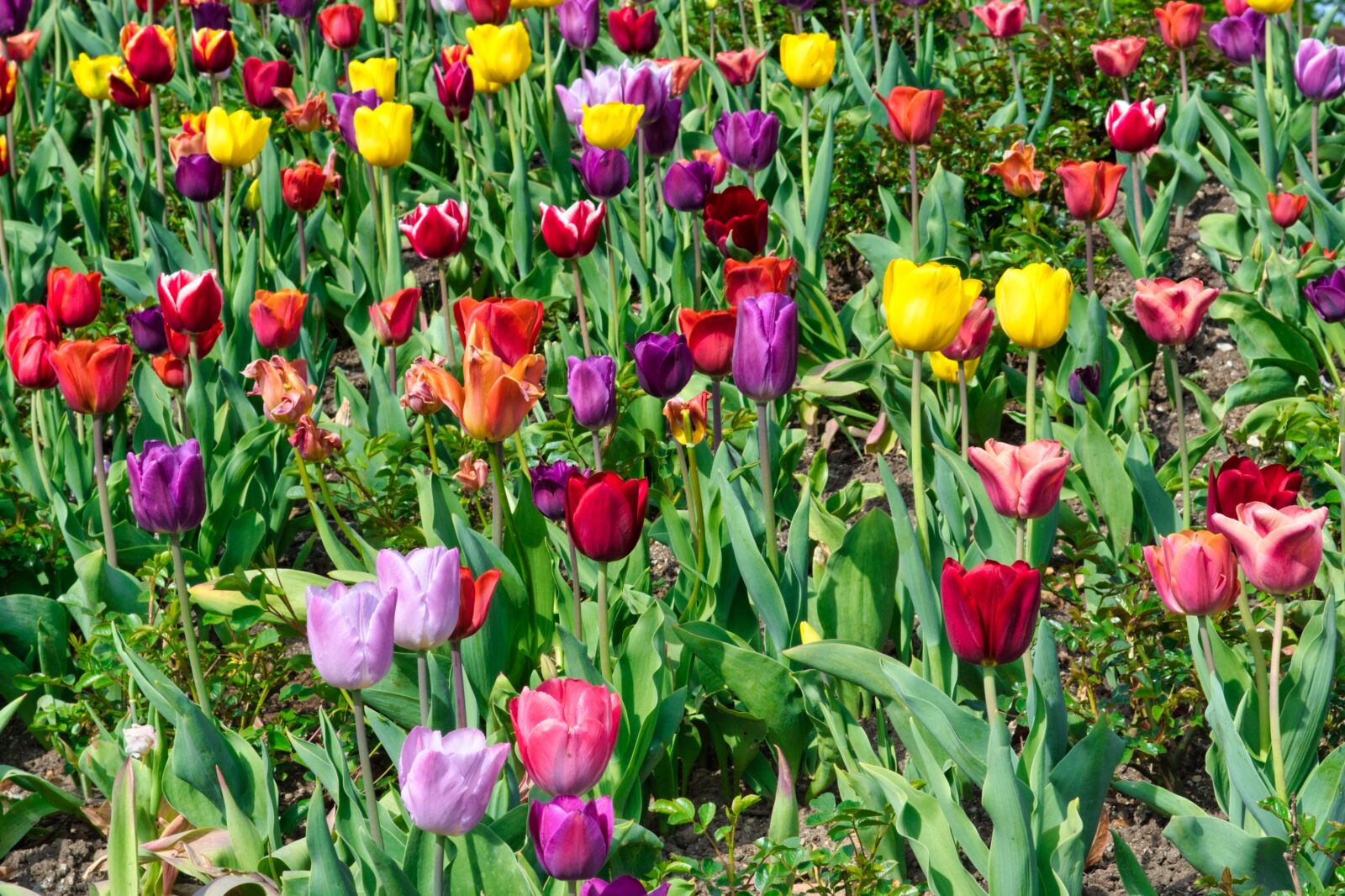 Nikon D7500 sample photo. Tulips, background, texture photography