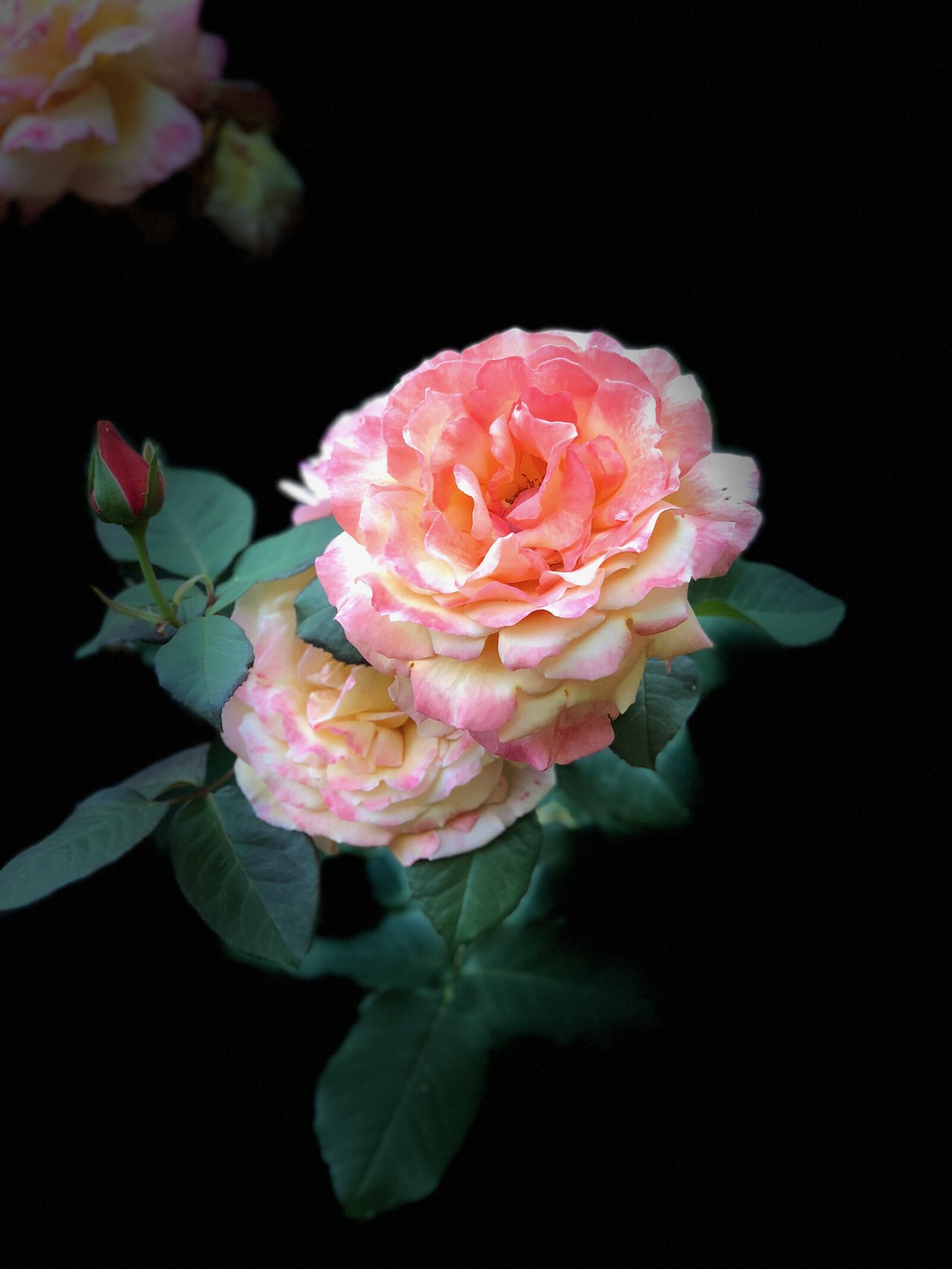 iPhone X back dual camera 6mm f/2.4 sample photo. Rose, spring, pink photography