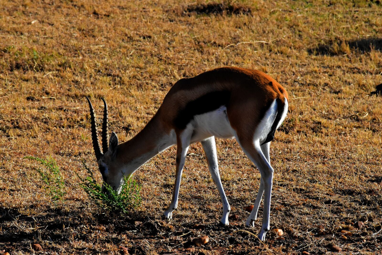 Nikon D5500 sample photo. Tanzania, africa, wildife photography