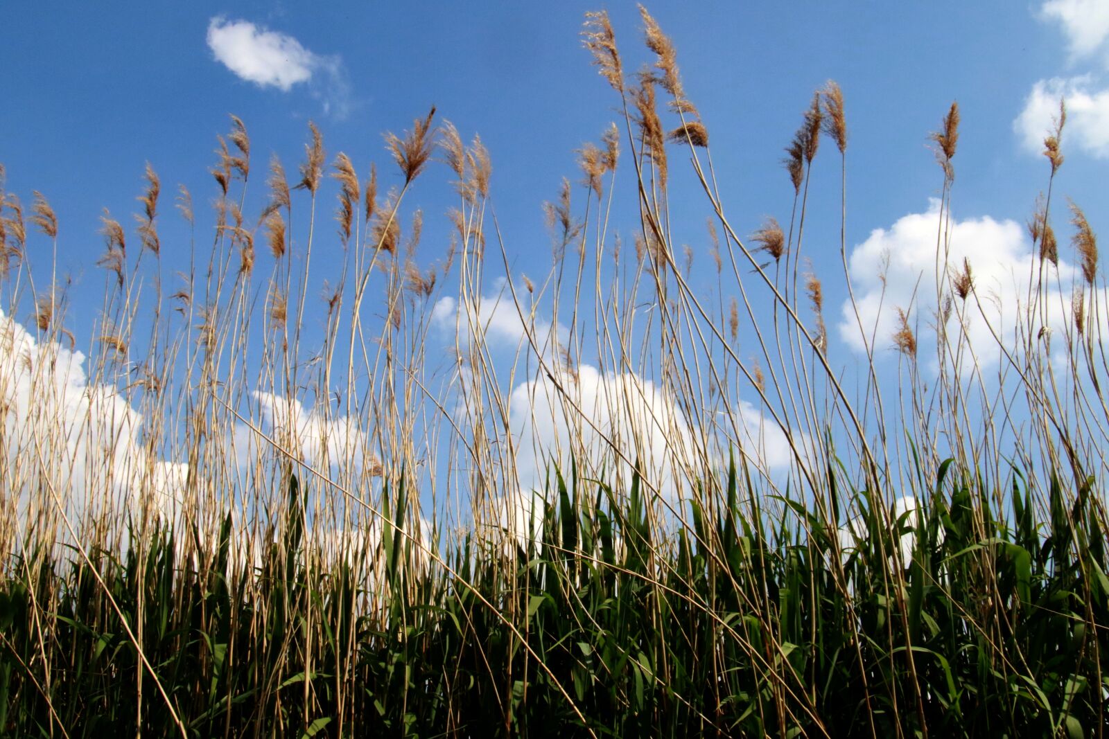 Canon EOS 7D Mark II sample photo. Reed, grass, clouds photography