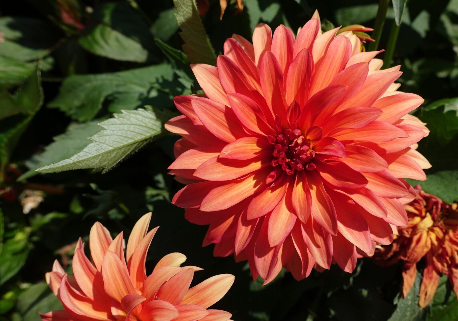 Sony Cyber-shot DSC-RX100 IV sample photo. Dahlia, flower, dahlia flower photography