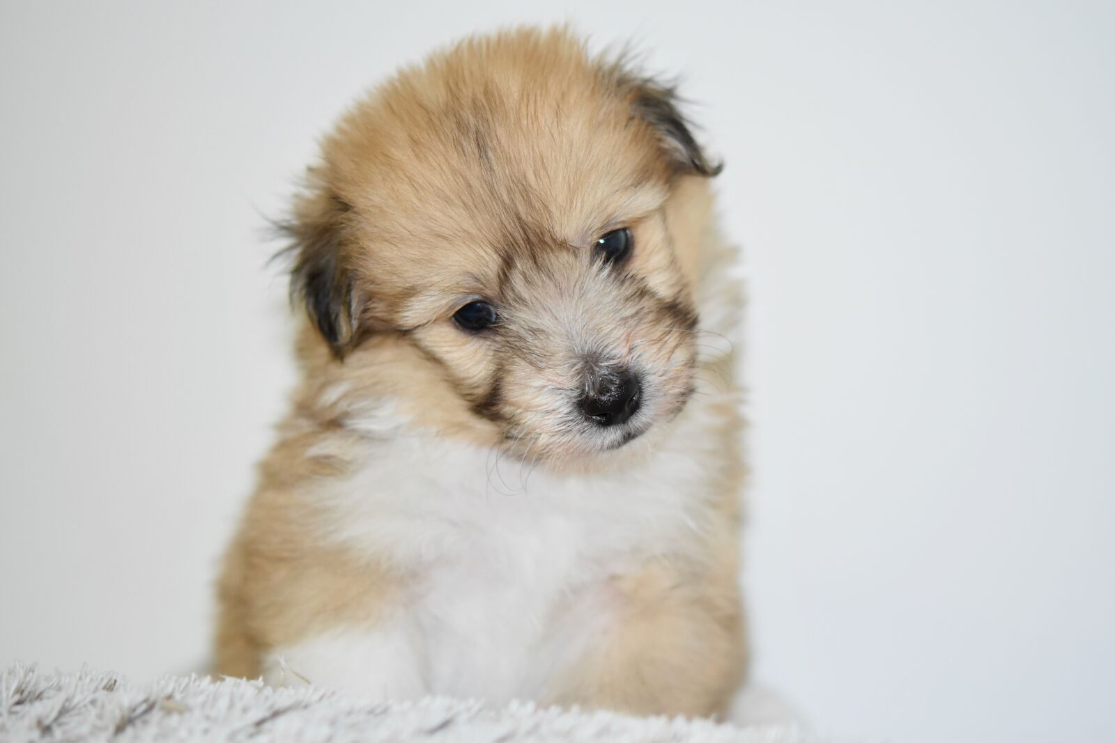 Nikon D5600 sample photo. Dog, puppy, cute photography