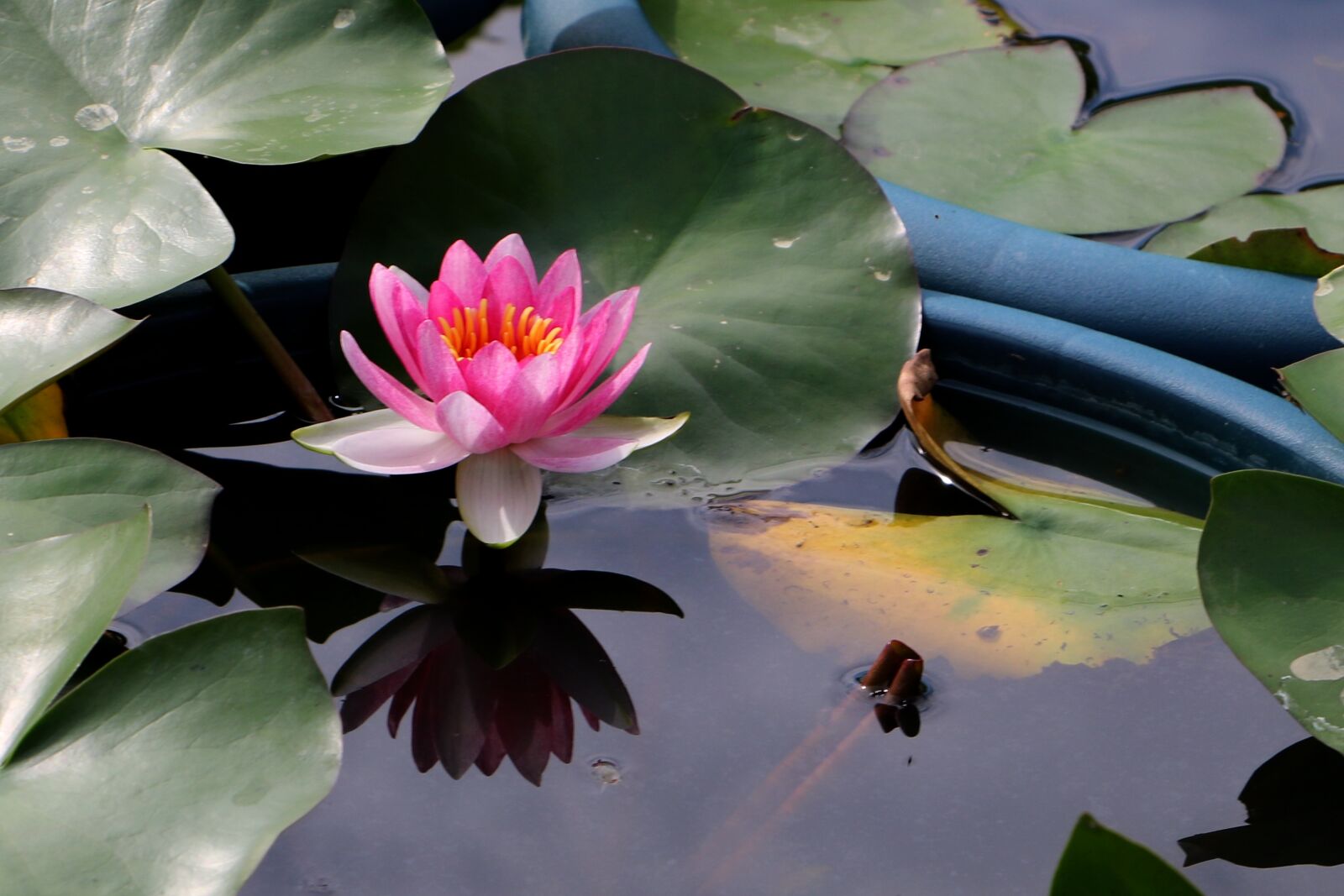 Canon EOS 750D (EOS Rebel T6i / EOS Kiss X8i) sample photo. China, flower, lotus photography