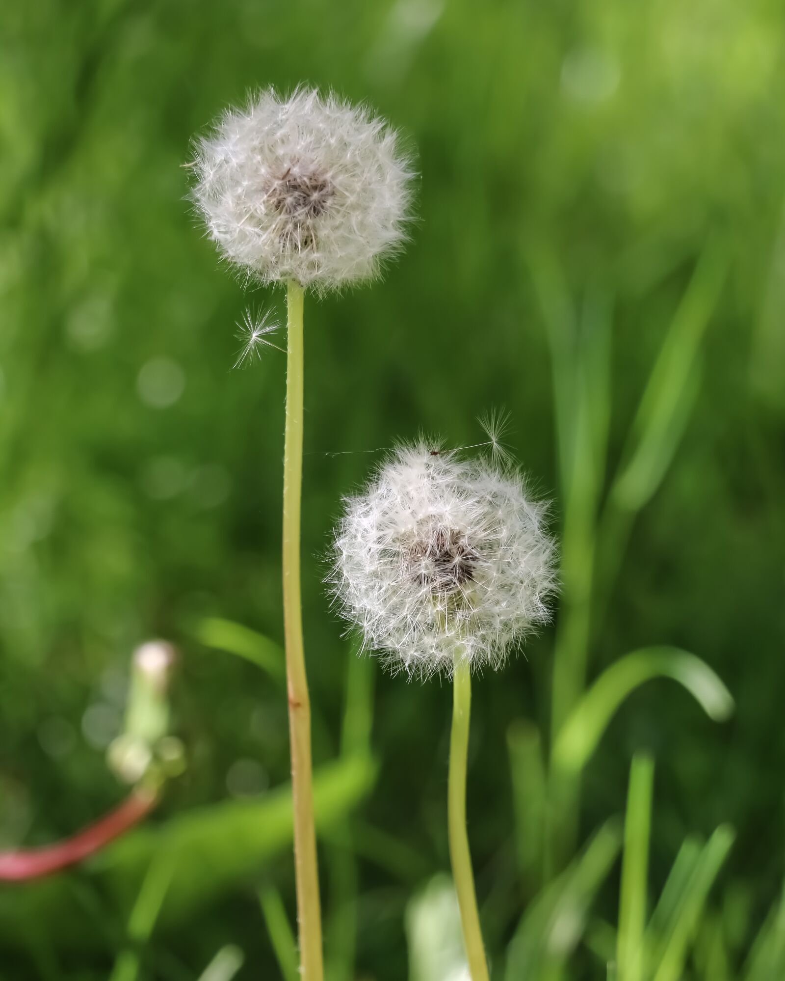 Canon EOS 750D (EOS Rebel T6i / EOS Kiss X8i) sample photo. Dandelion, flower, nature photography