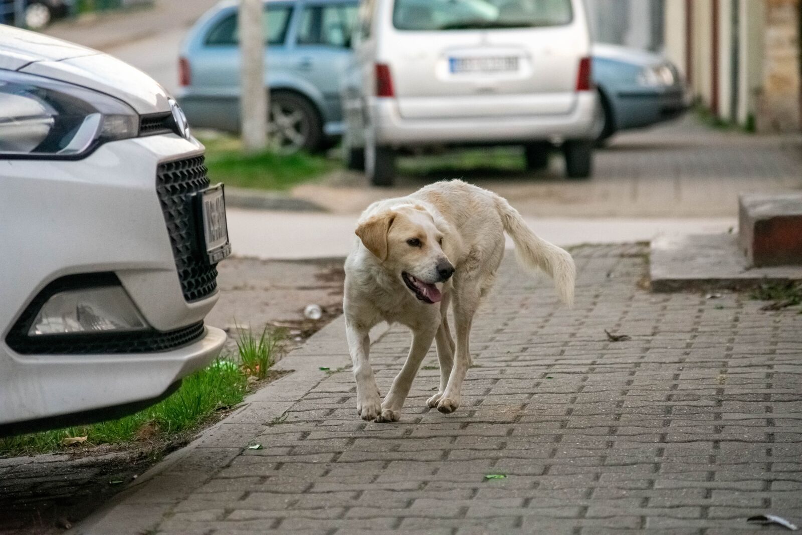 Nikon D3400 sample photo. Dog, pet, animal photography