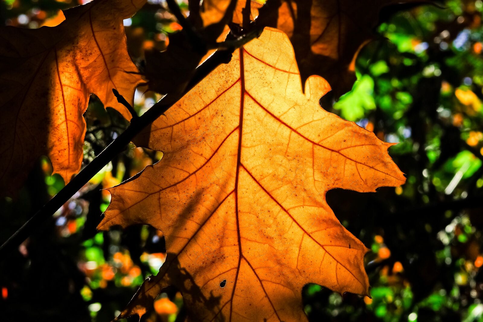 Olympus OM-D E-M10 sample photo. Trees, autumn, nature photography