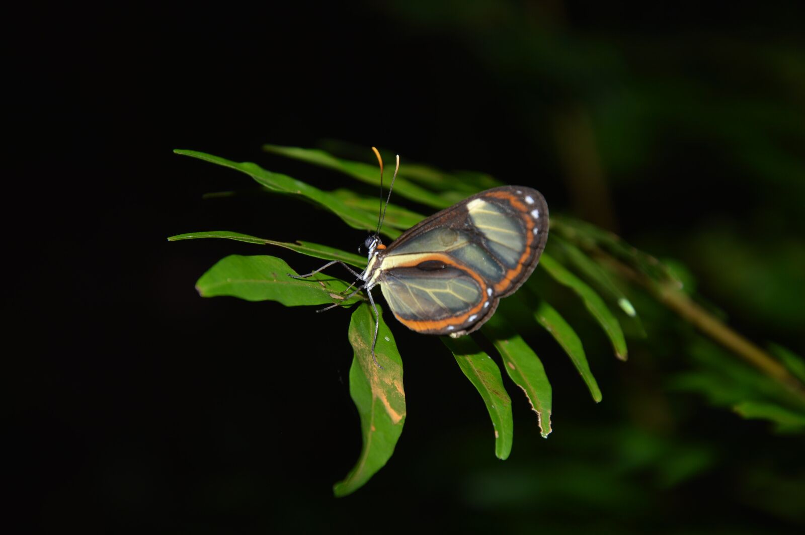 Nikon D3200 sample photo. Butterfly, amazon, nature photography