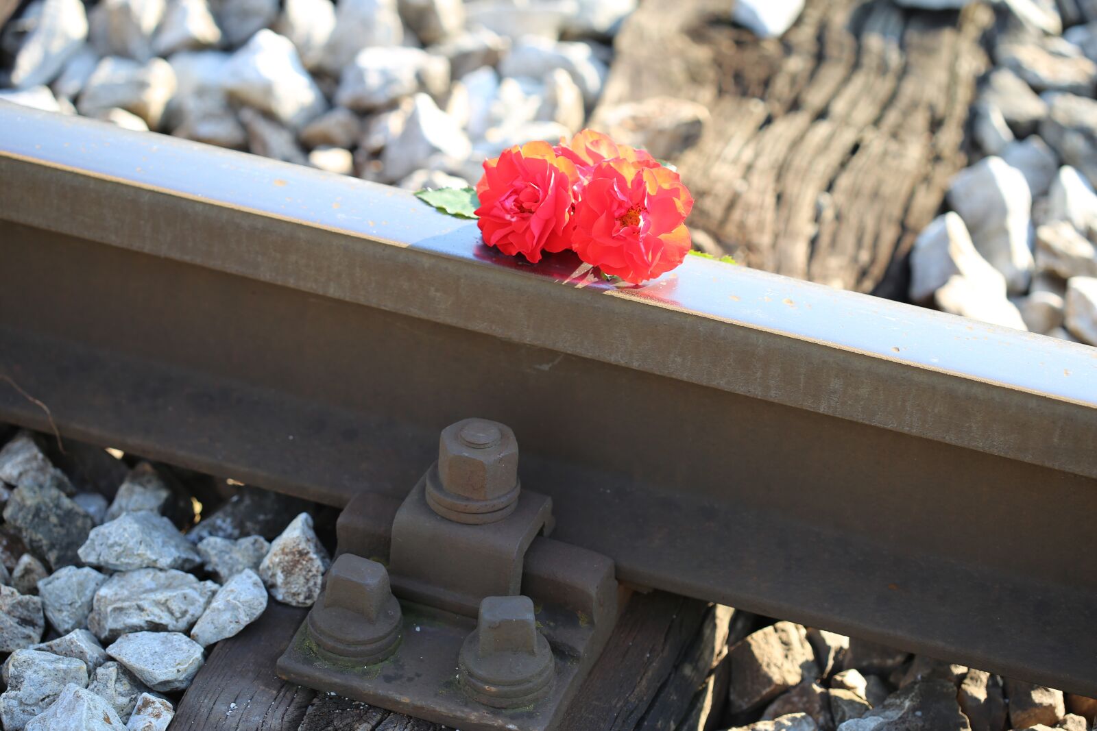 Canon EOS 6D + Canon EF 100mm F2.8 Macro USM sample photo. Red roses on railway photography