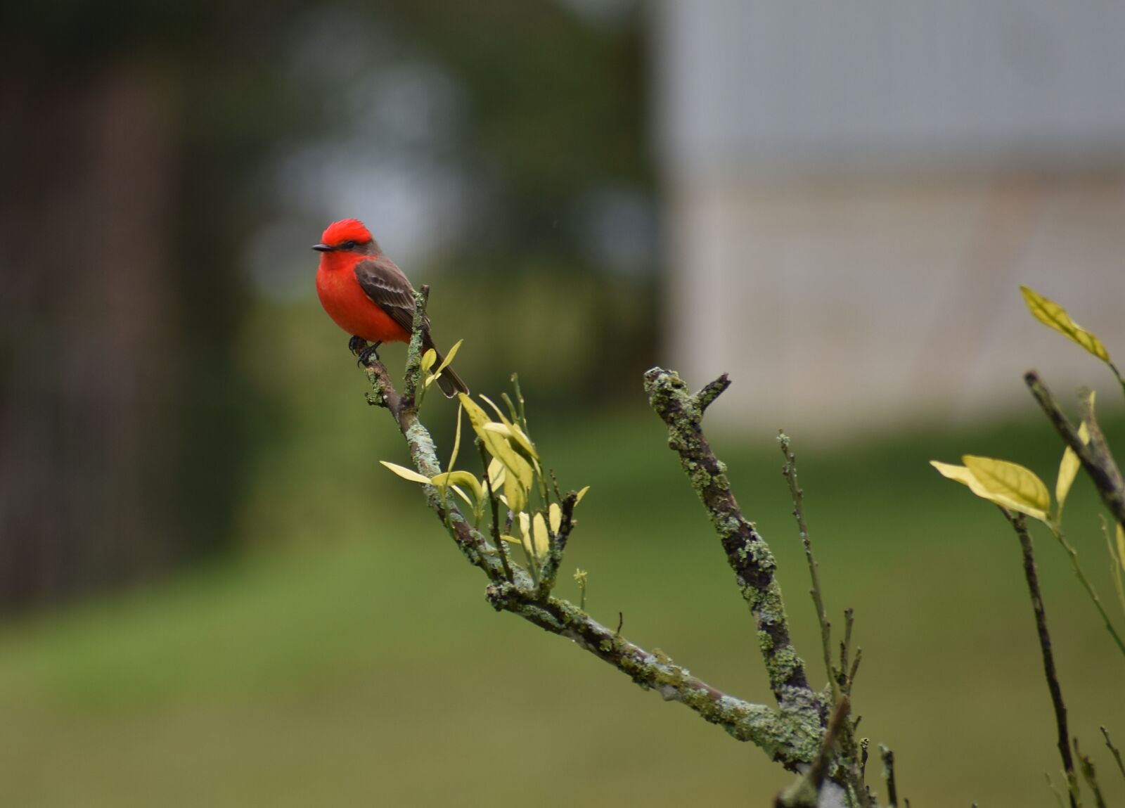 Nikon D7200 sample photo. Vermilion flycatcher, nature, bird photography