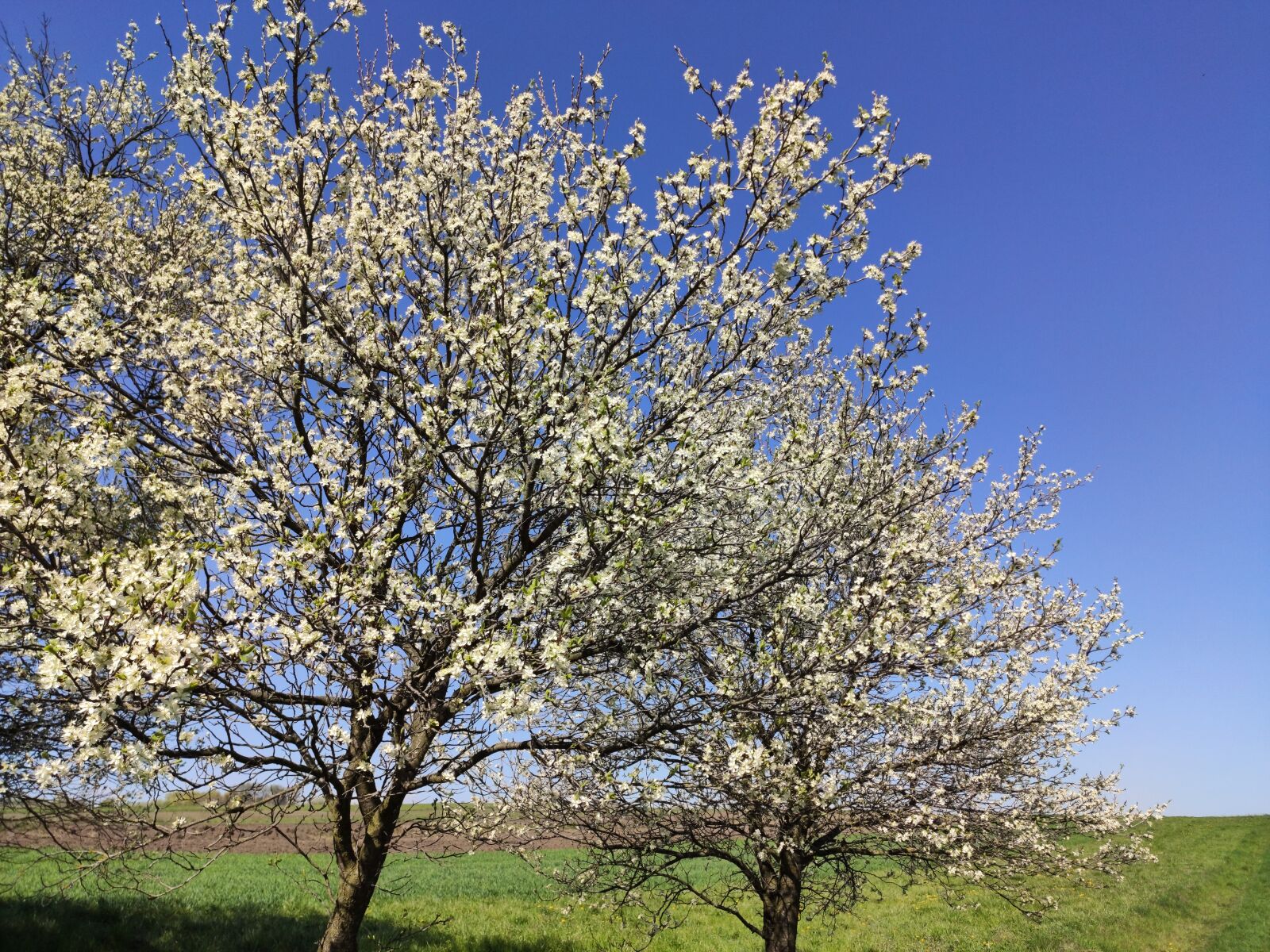 Xiaomi Mi 9T sample photo. Plum blossoms, flowering trees photography