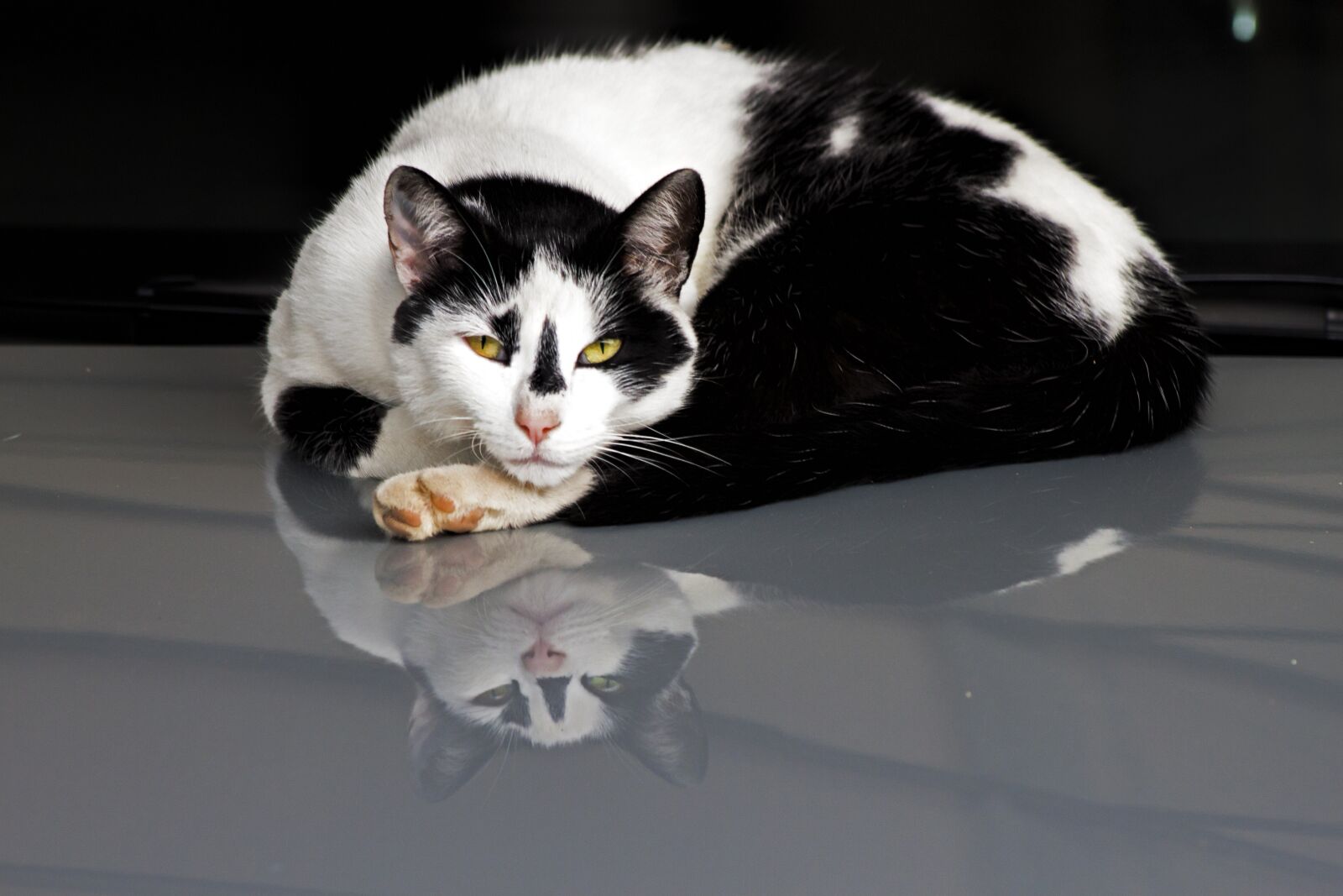 Canon EF 75-300mm f/4-5.6 sample photo. Cat, reflection, sleepy photography