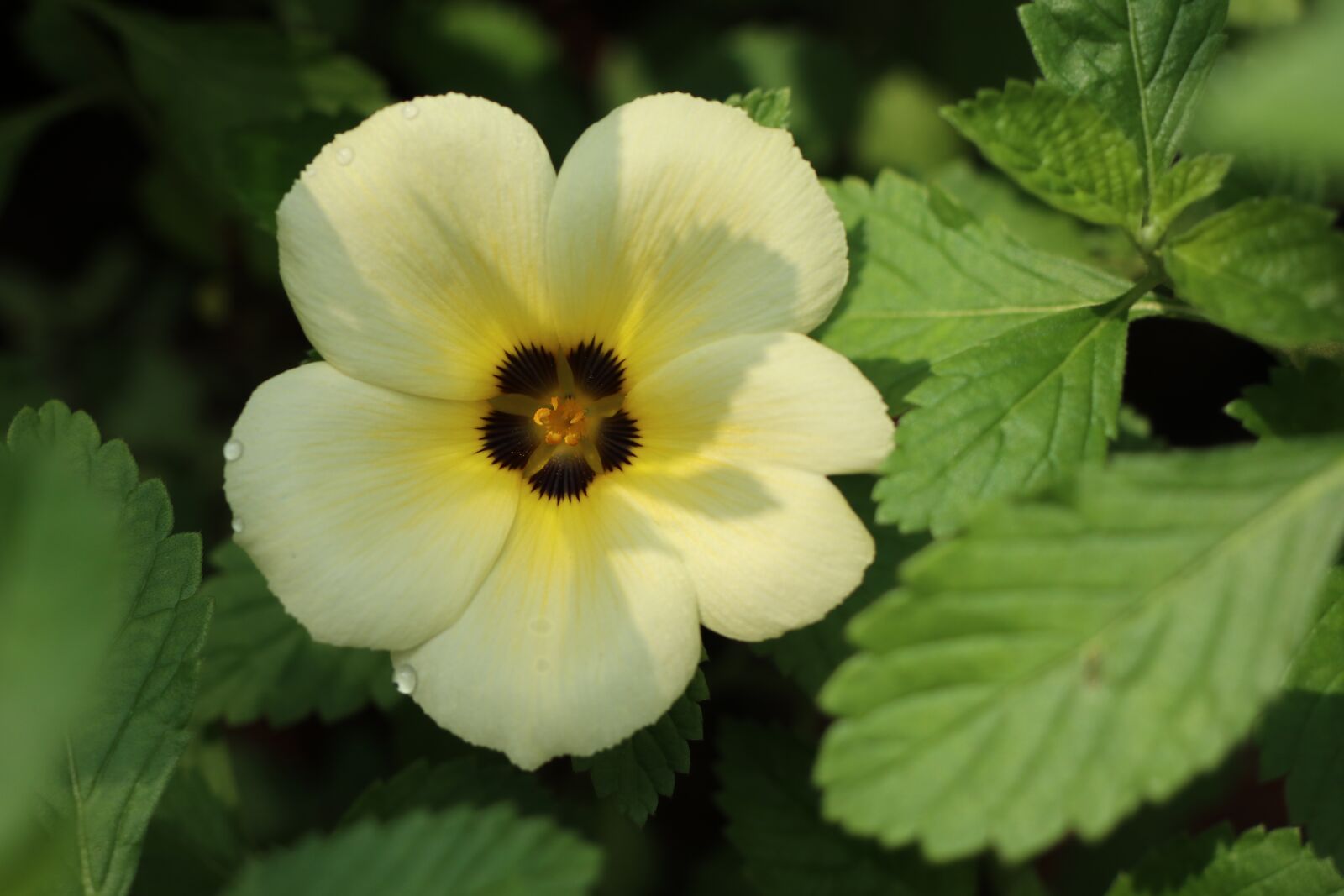 Canon EF-M 18-150mm F3.5-6.3 IS STM sample photo. One nice flower, five photography