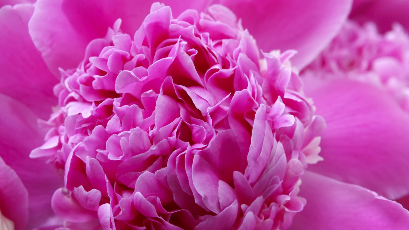 Sony Cyber-shot DSC-RX10 III sample photo. Flower, peony, background photography