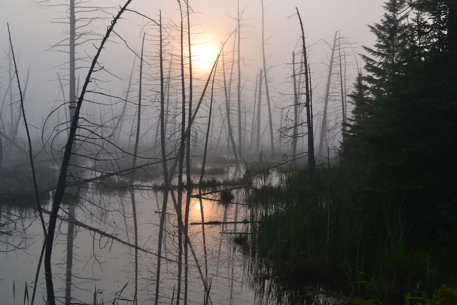 Nikon D3100 sample photo. Fog, nature, landscape photography