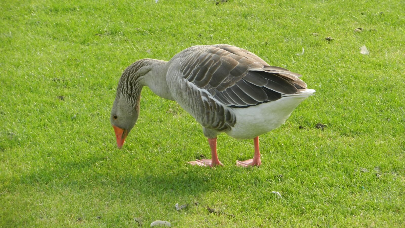 Nikon Coolpix S9100 sample photo. Netherlands, landscape, green photography