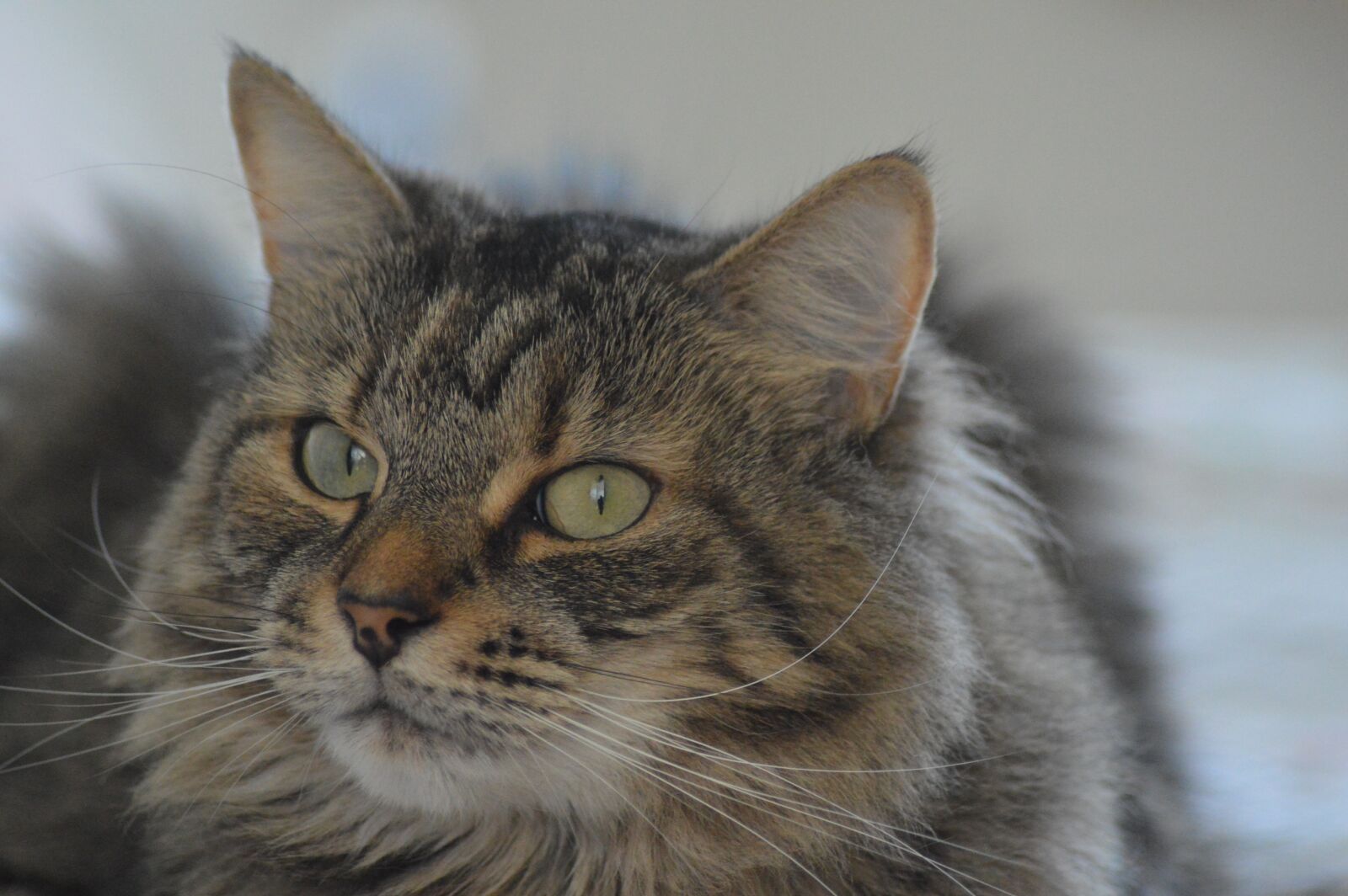 Nikon D3200 sample photo. Cat, tabby, pet photography