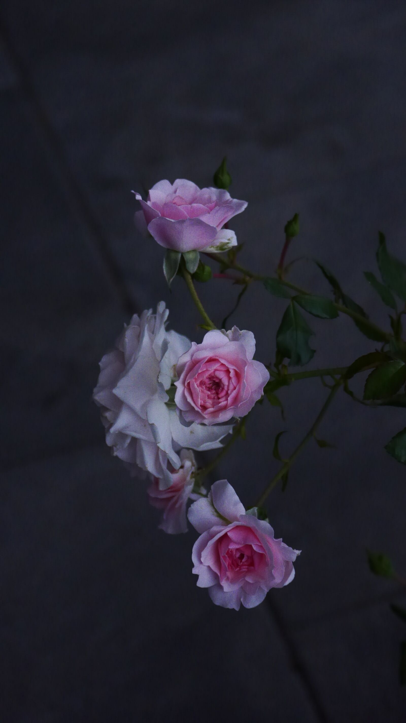 Panasonic Lumix DMC-GH3 sample photo. Evening host, roses, pink photography