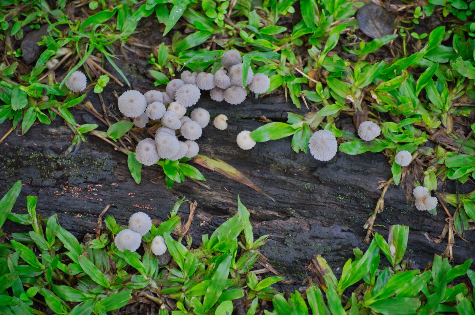 Nikon D3200 sample photo. Costa rica, fungi, vegetation photography