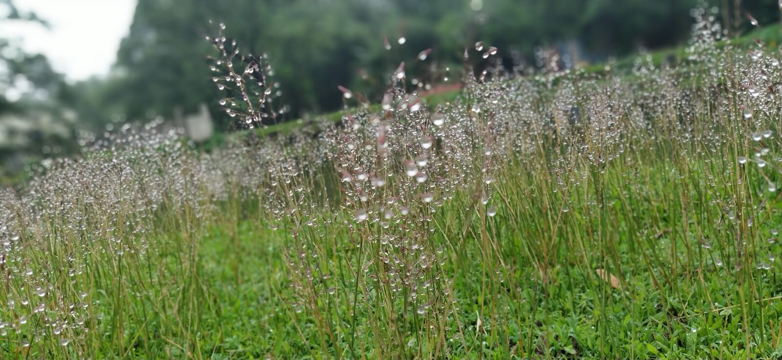Xiaomi Mi A3 sample photo. Nature, tree, rain photography