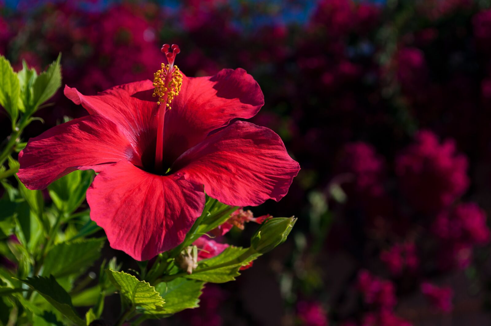 Nikon D5000 sample photo. Hibiscus, flower, nature photography