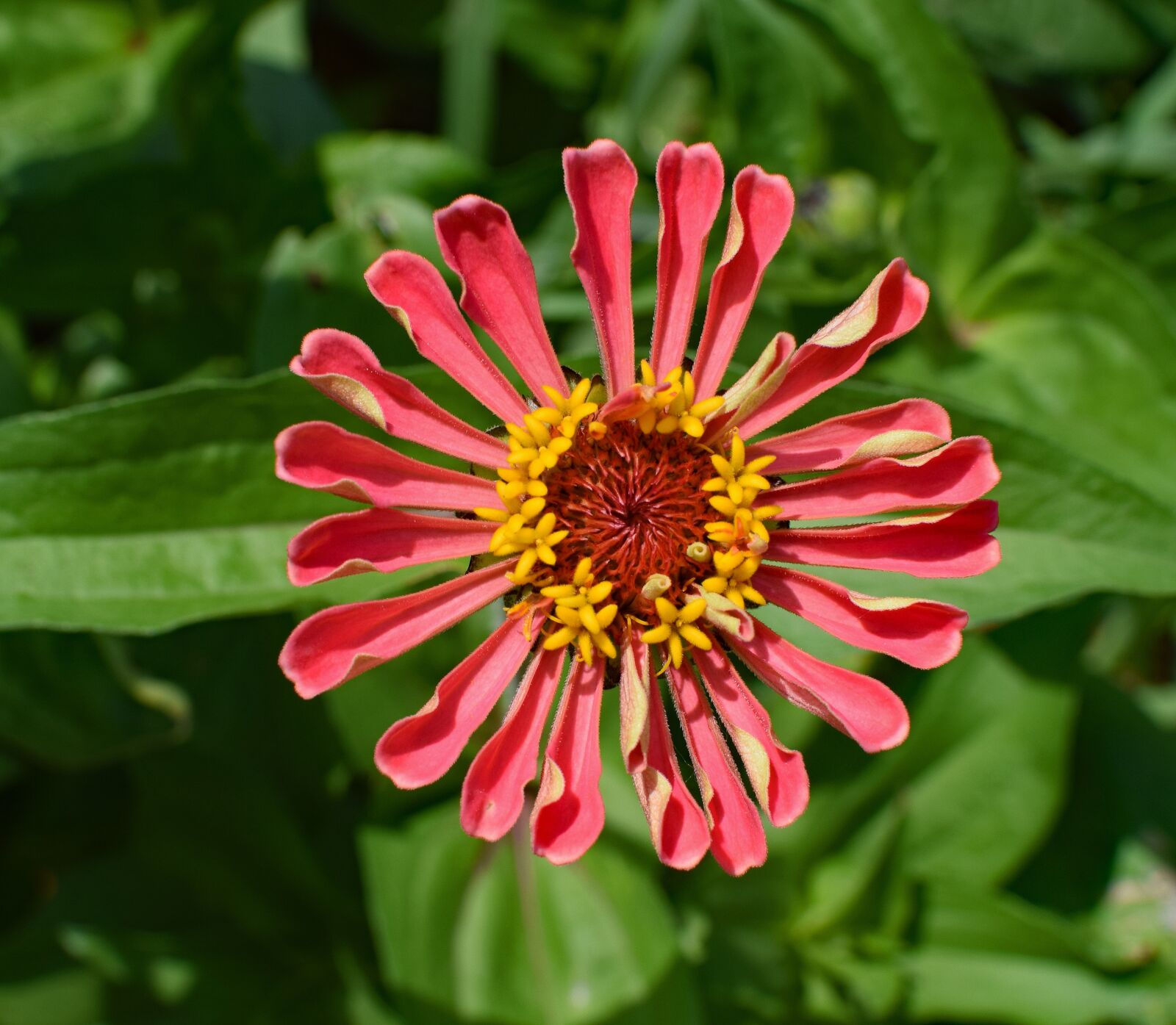 Nikon D3300 sample photo. Deep coral zinnia, flower photography