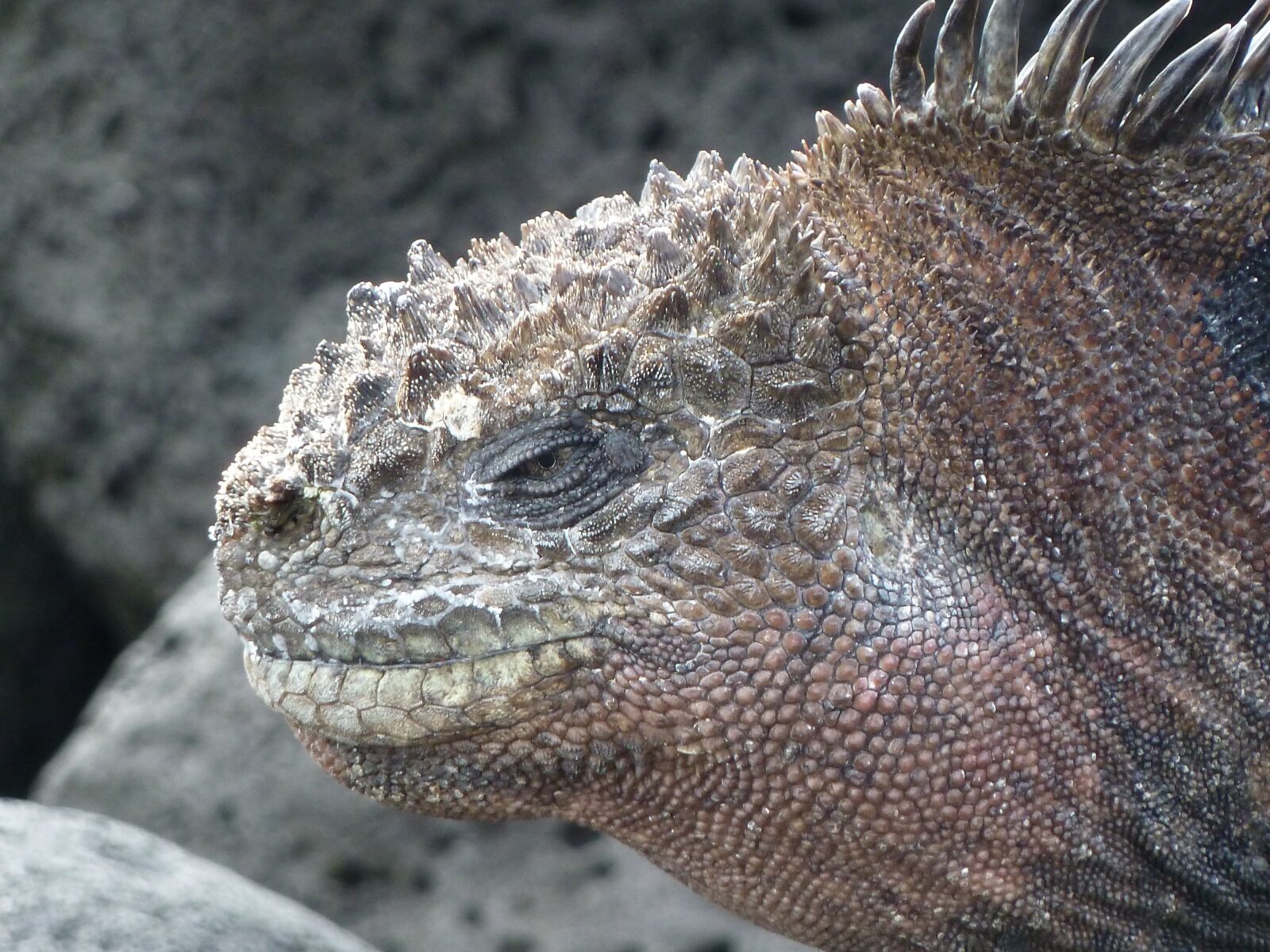 Panasonic Lumix DMC-ZS7 (Lumix DMC-TZ10) sample photo. Sea ​​lizard, galapagos, lizard photography