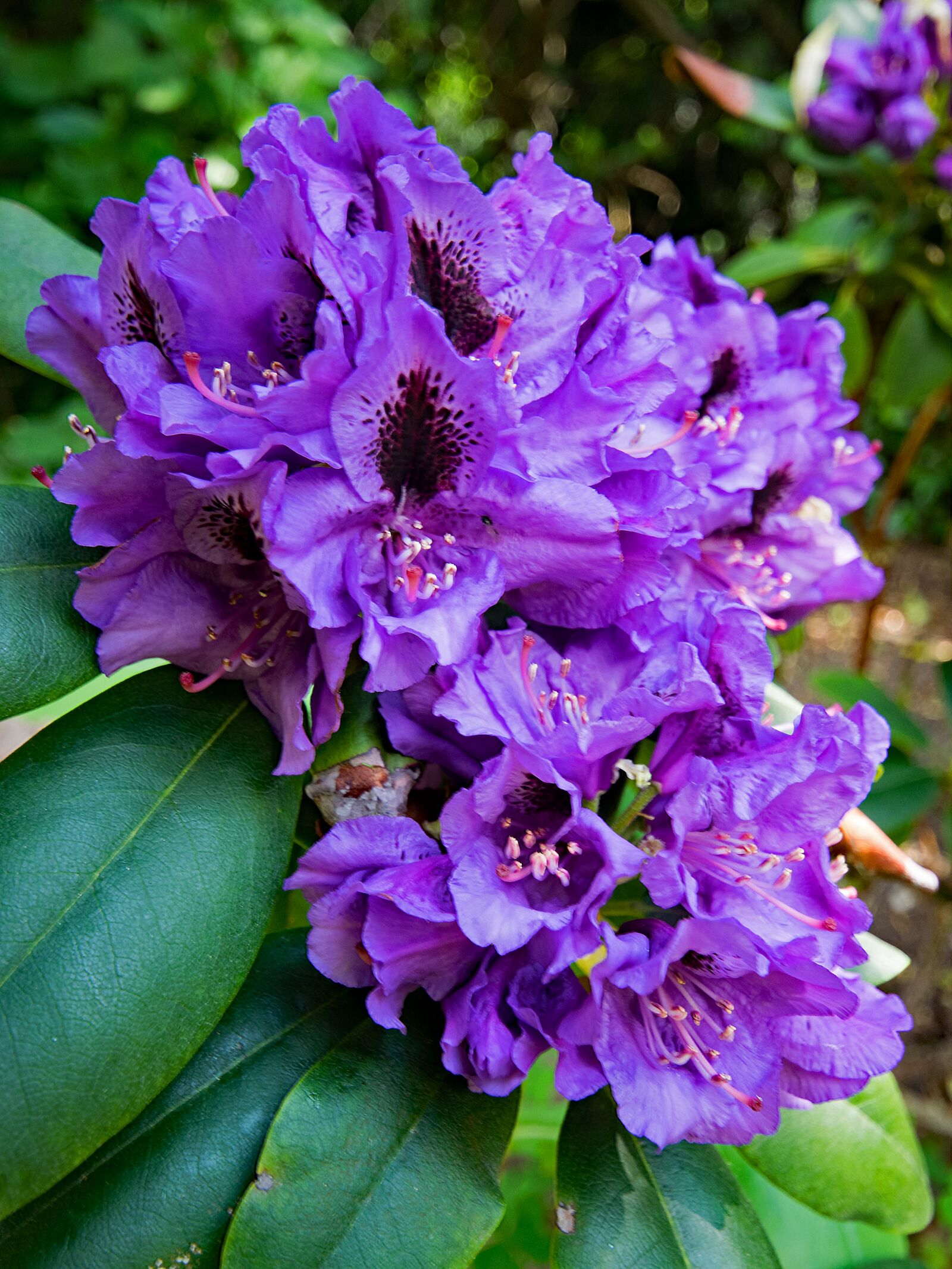 Nikon D5300 sample photo. Rhododendron, flowers, purple photography