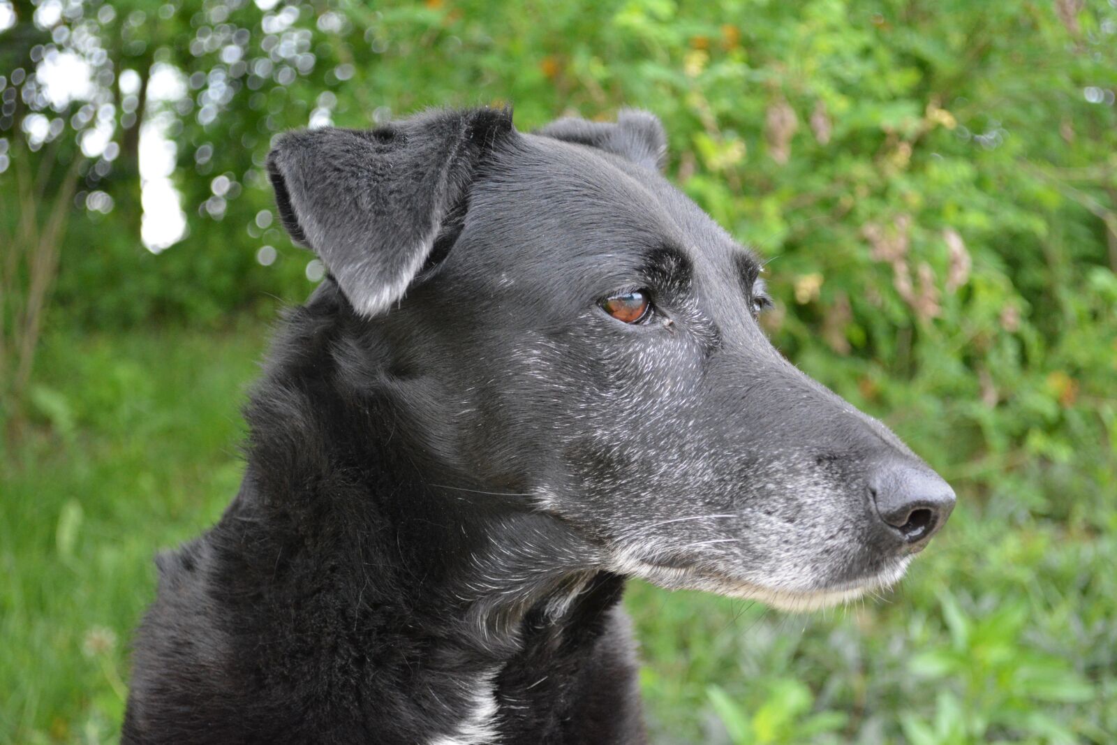 Nikon D5200 sample photo. Dog, animal portrait, hybrid photography