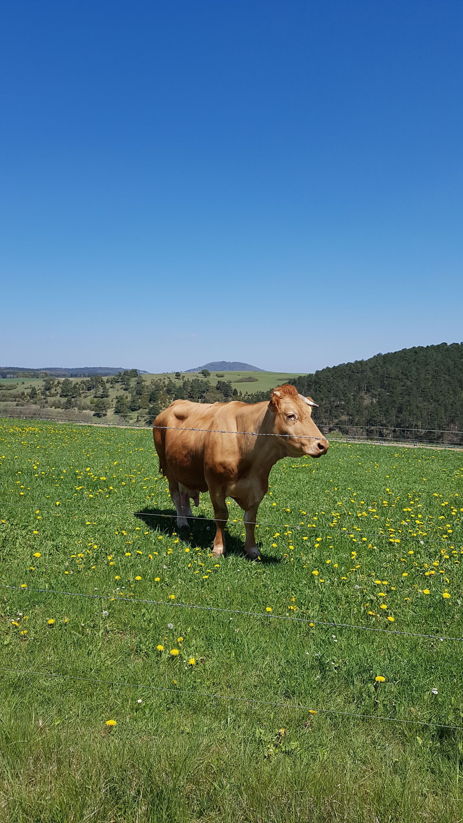 Samsung Galaxy S7 sample photo. Cow, pasture, cows photography