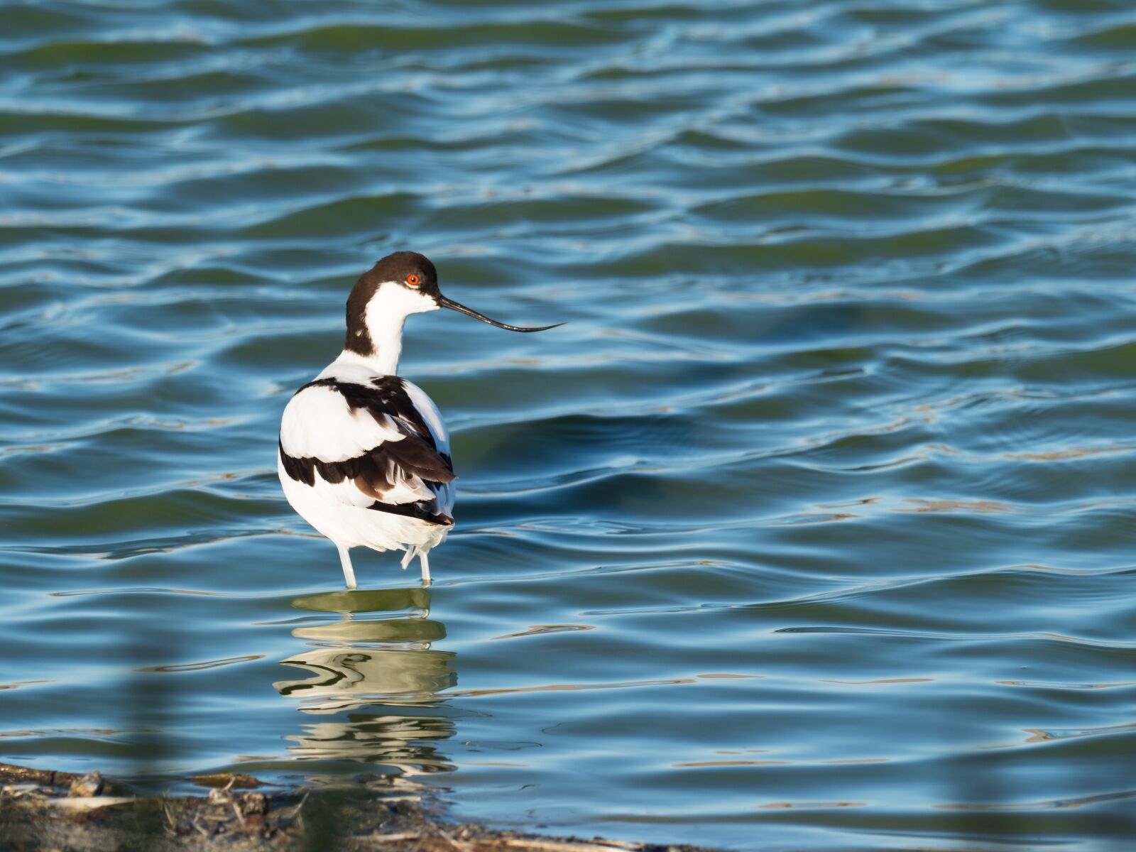 M.300mm F4.0 + MC-14 sample photo. Pied avocet, bird, avian photography